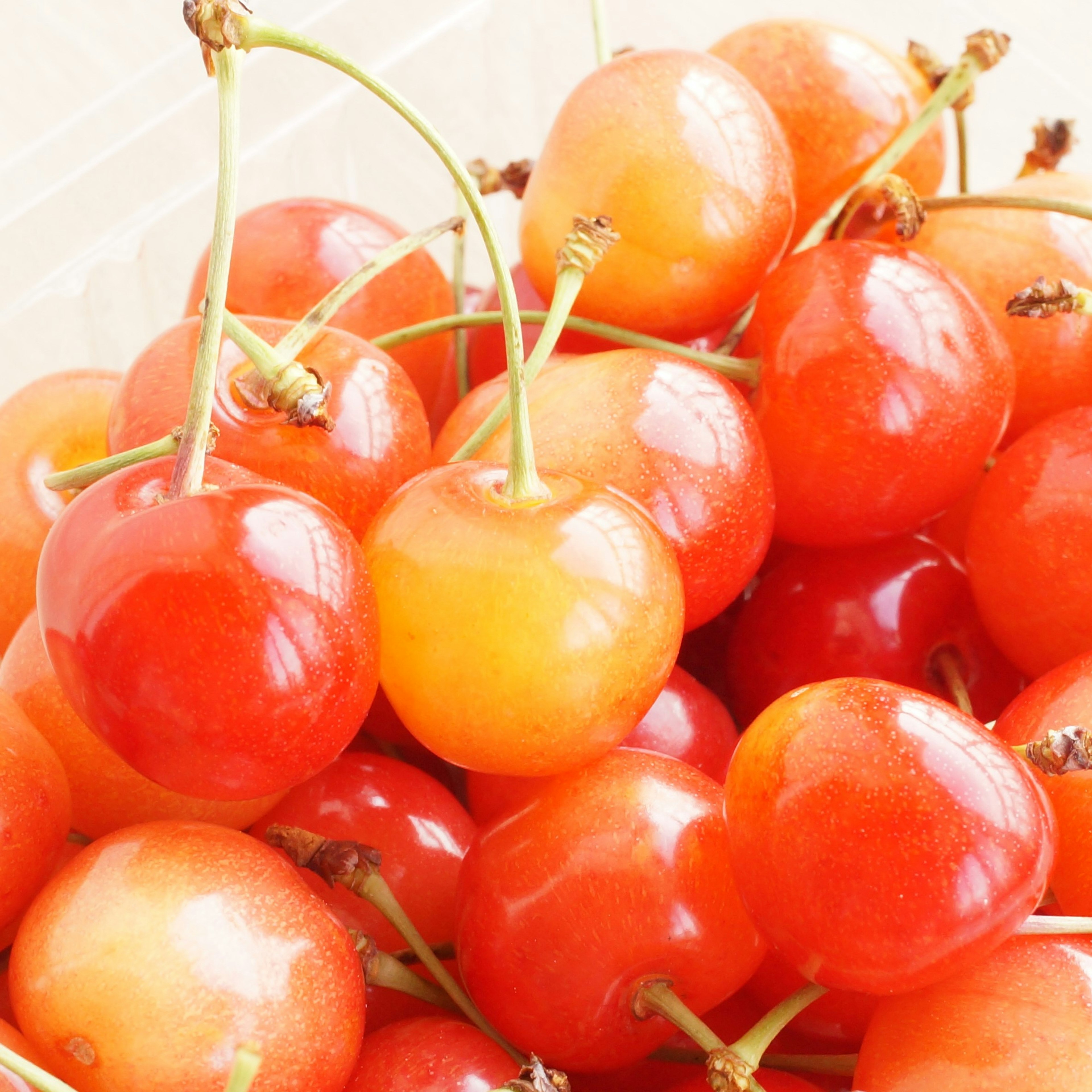 Close-up of vibrant red and orange cherries