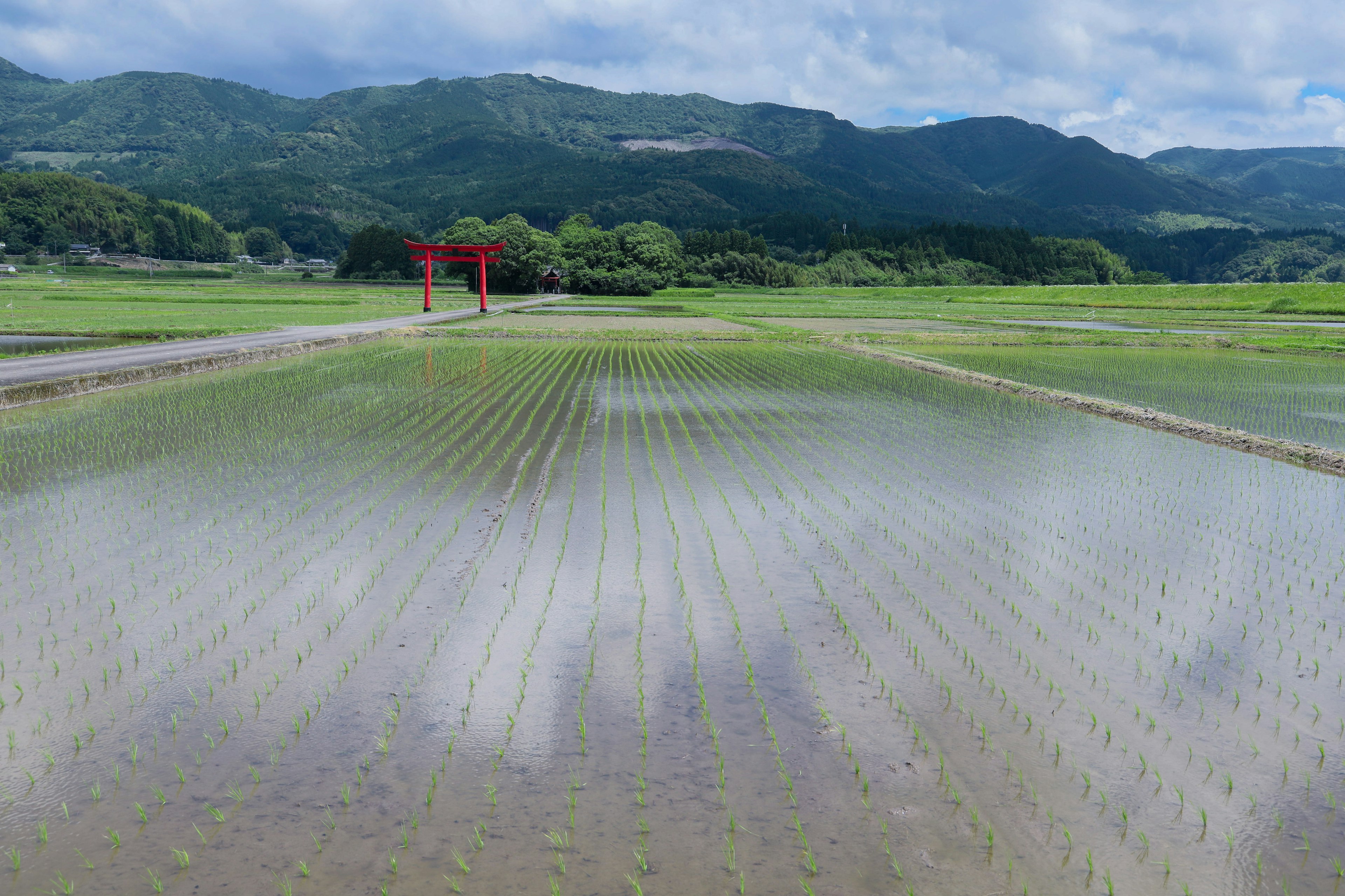 稻田景觀，背景是山脈和紅色鳥居