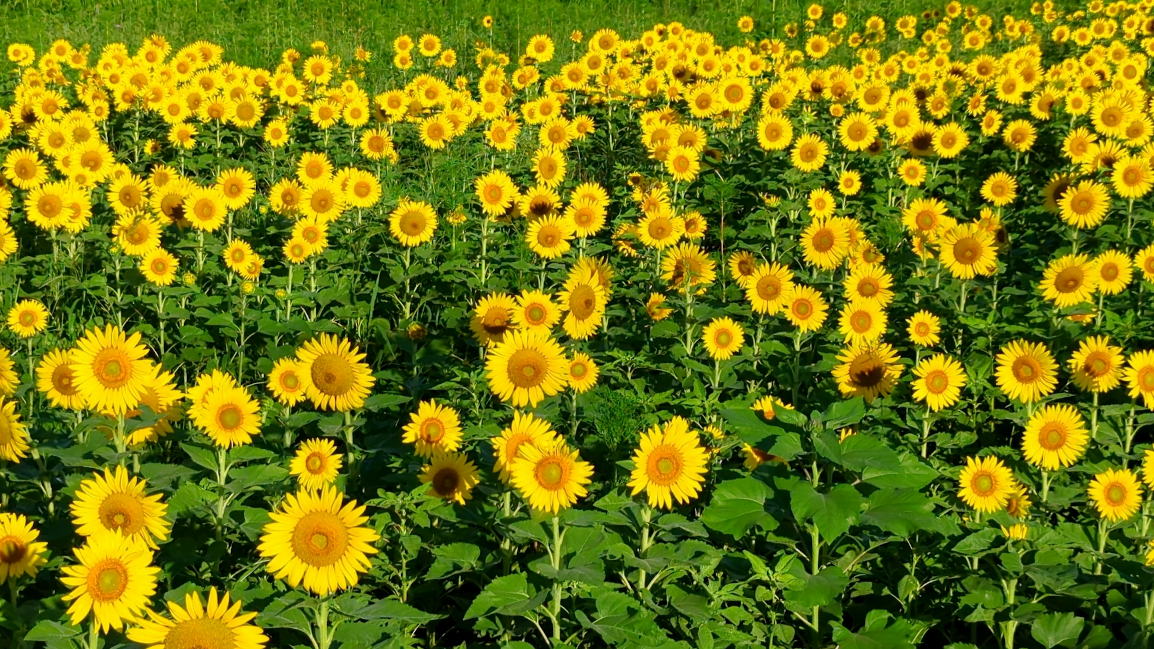 Champ de tournesols vaste avec des fleurs jaunes vives