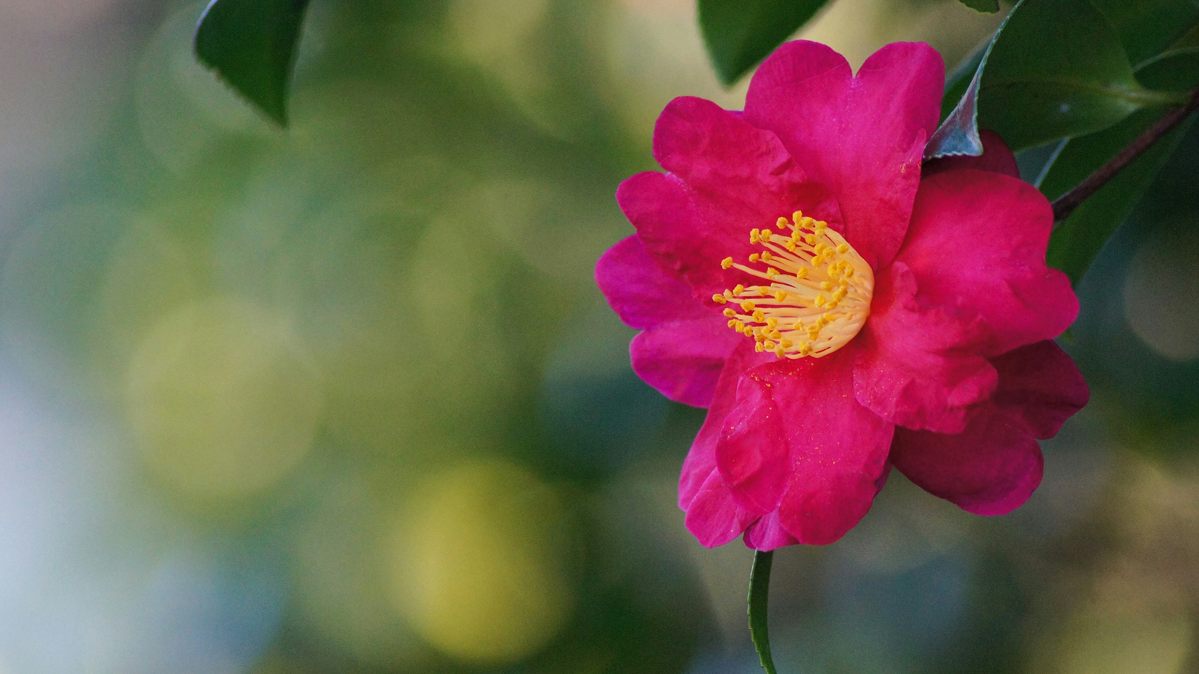 Nahaufnahme einer lebhaften rosa Kamelienblüte mit gelben Staubgefäßen