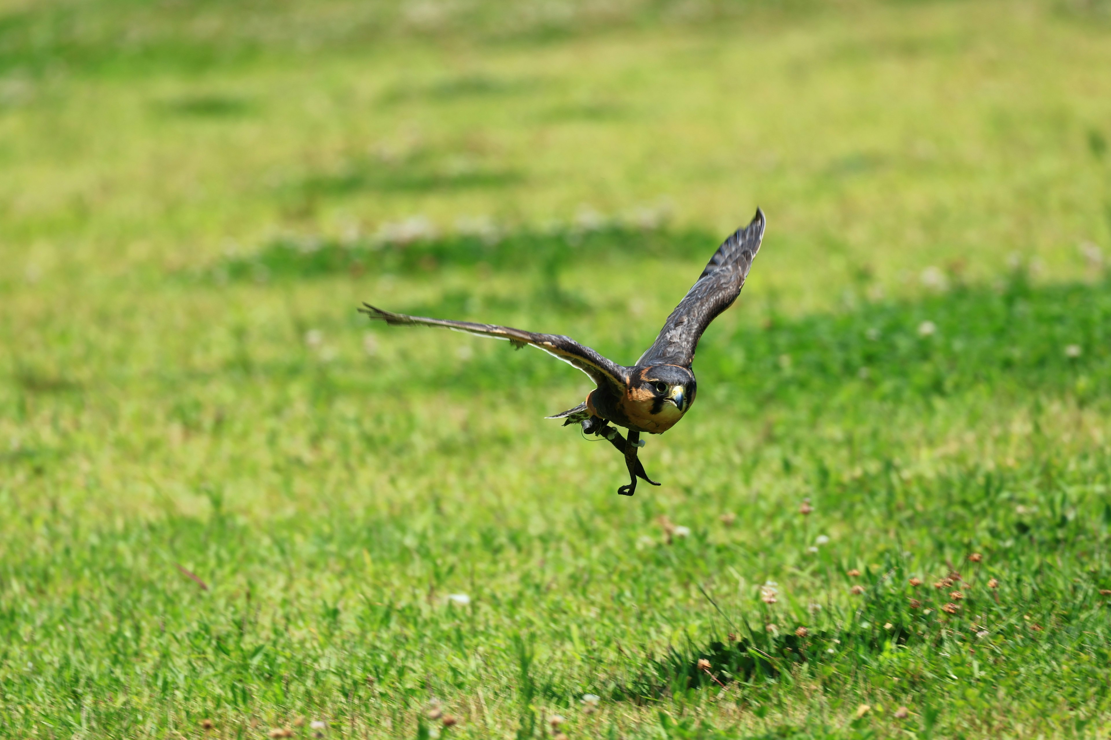 A bird flying above green grass in a natural setting