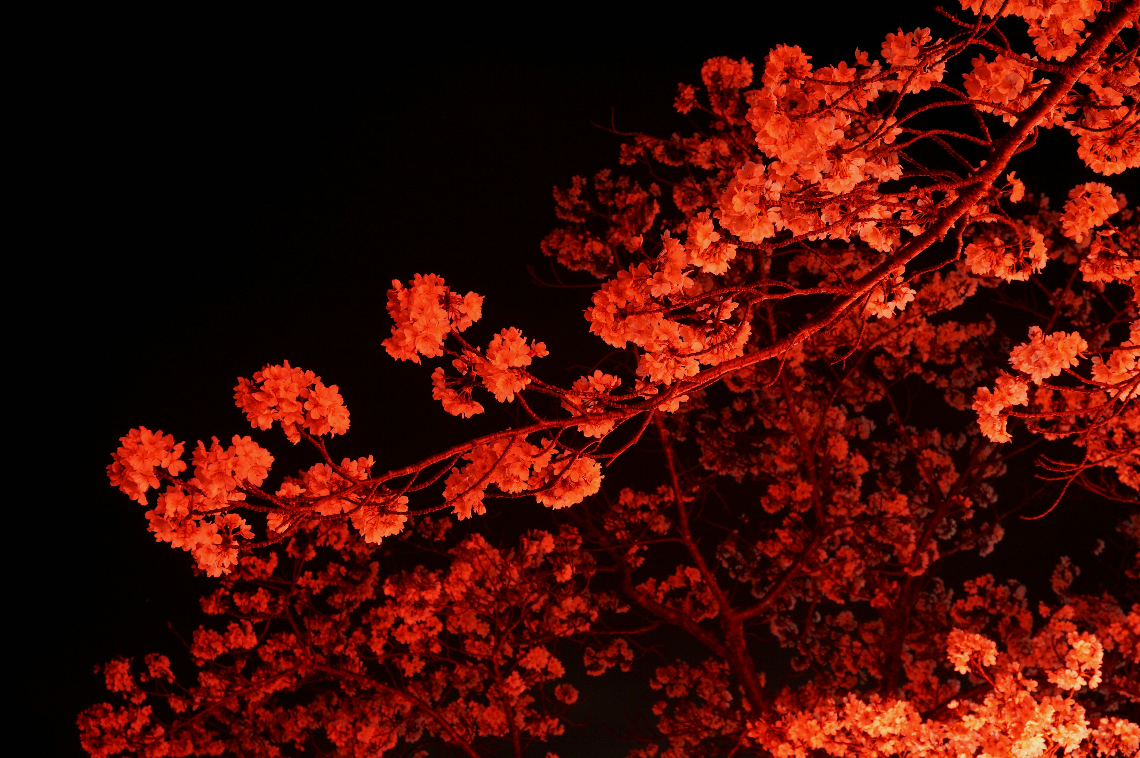 Zweig mit roten Blumen, beleuchtet vor einem dunklen Hintergrund