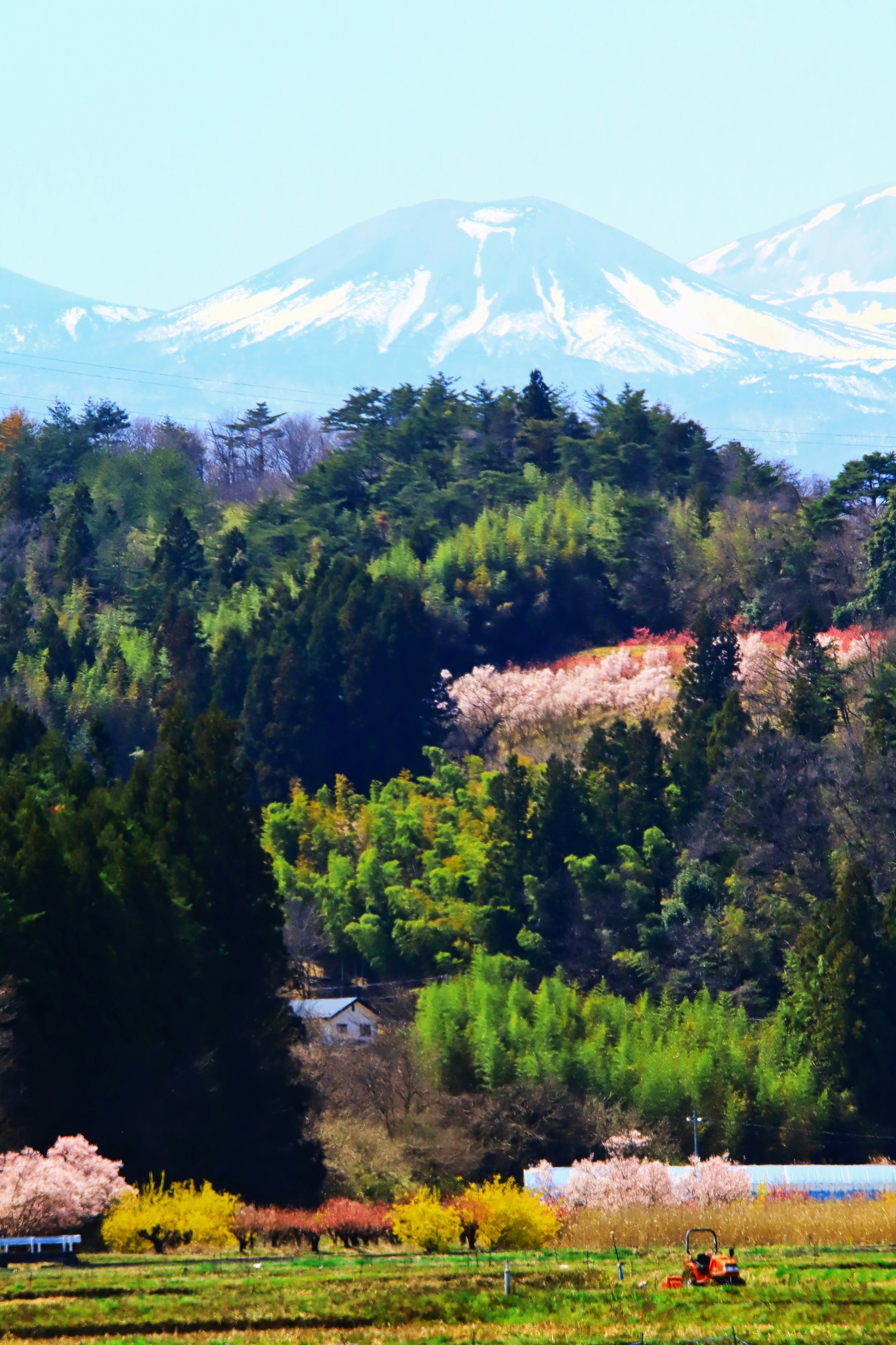 Lush landscape with cherry blossoms and snow-capped mountains