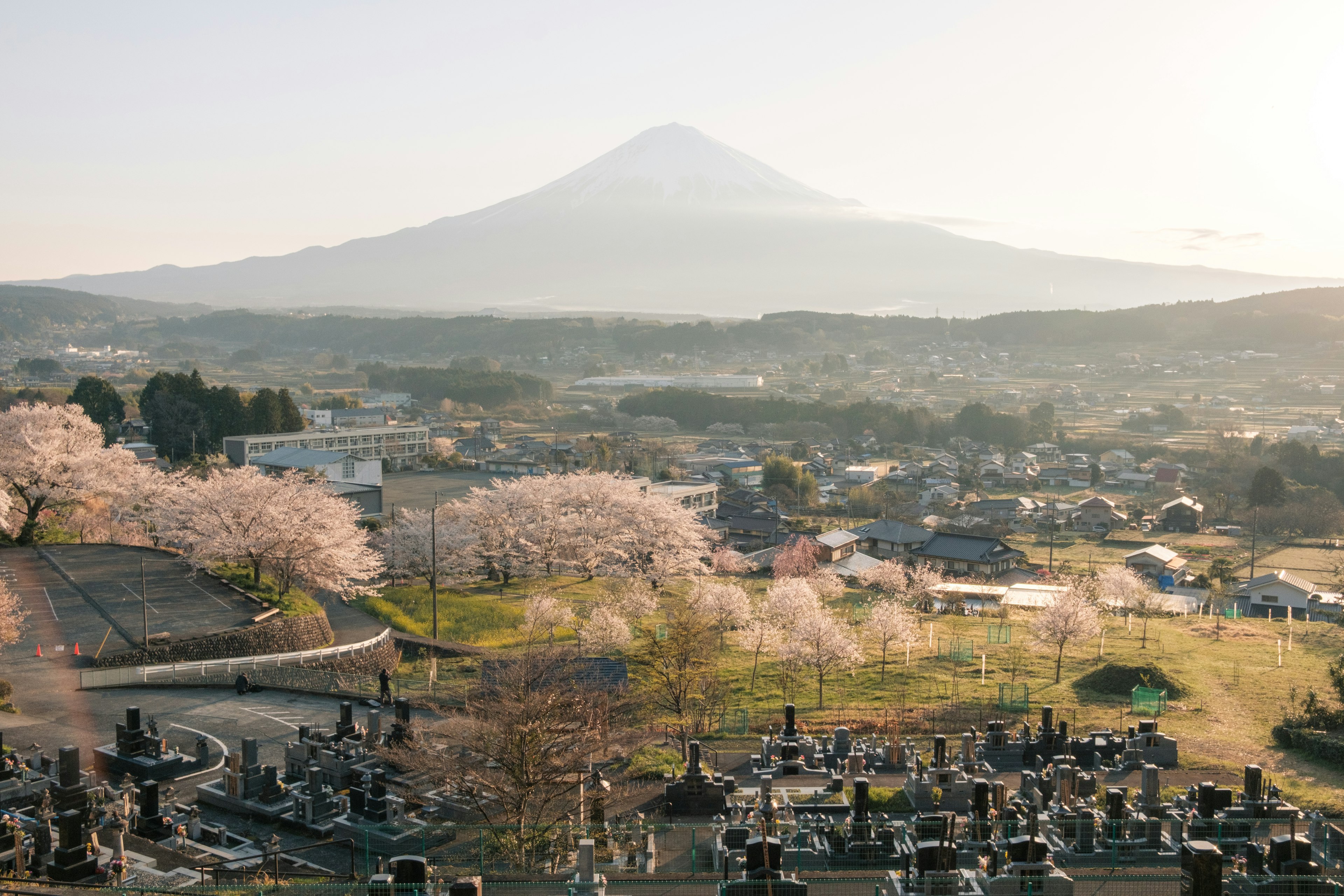Scenic view of cherry blossom trees with Mount Fuji in the background