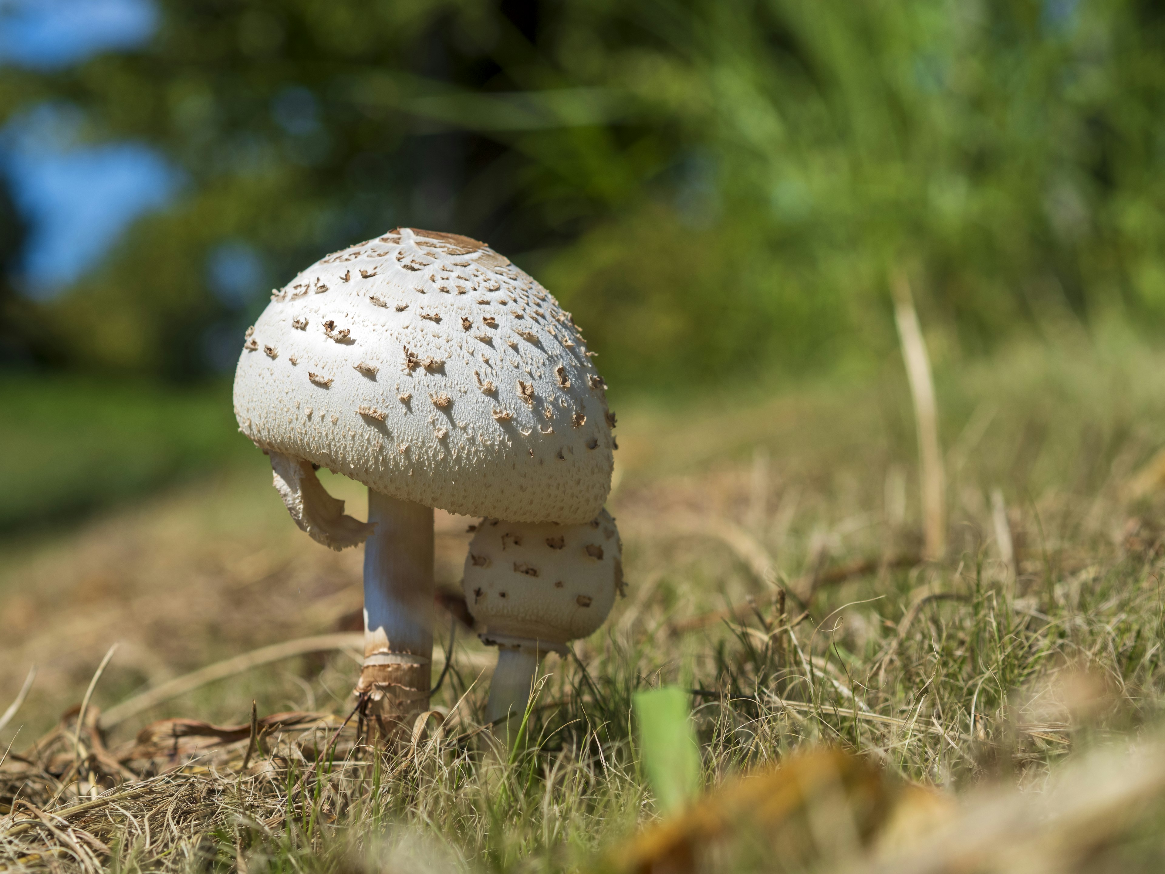 A white mushroom growing in grass with a smaller mushroom beside it