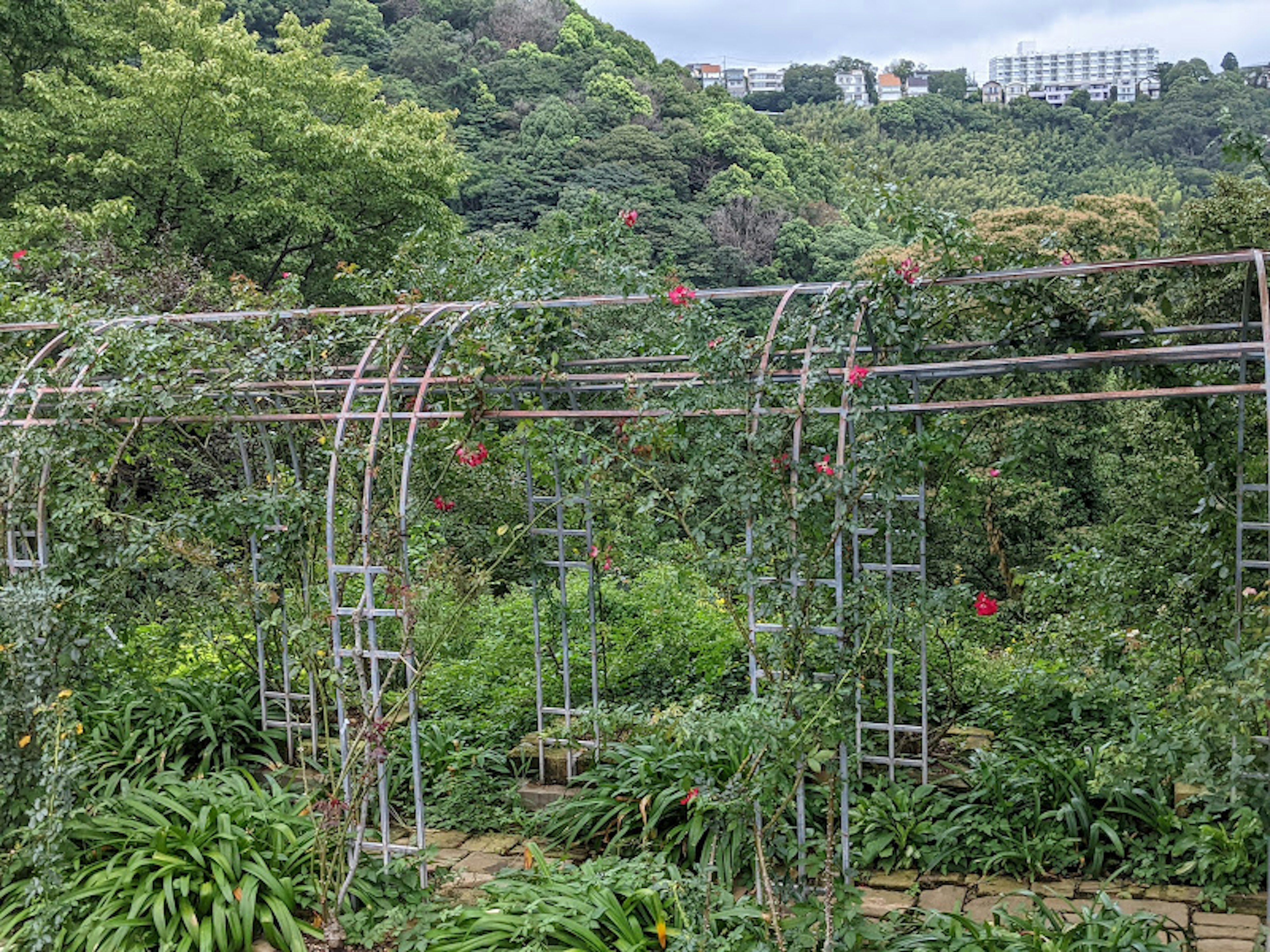 茂盛花園中的拱形花架和色彩繽紛的植物