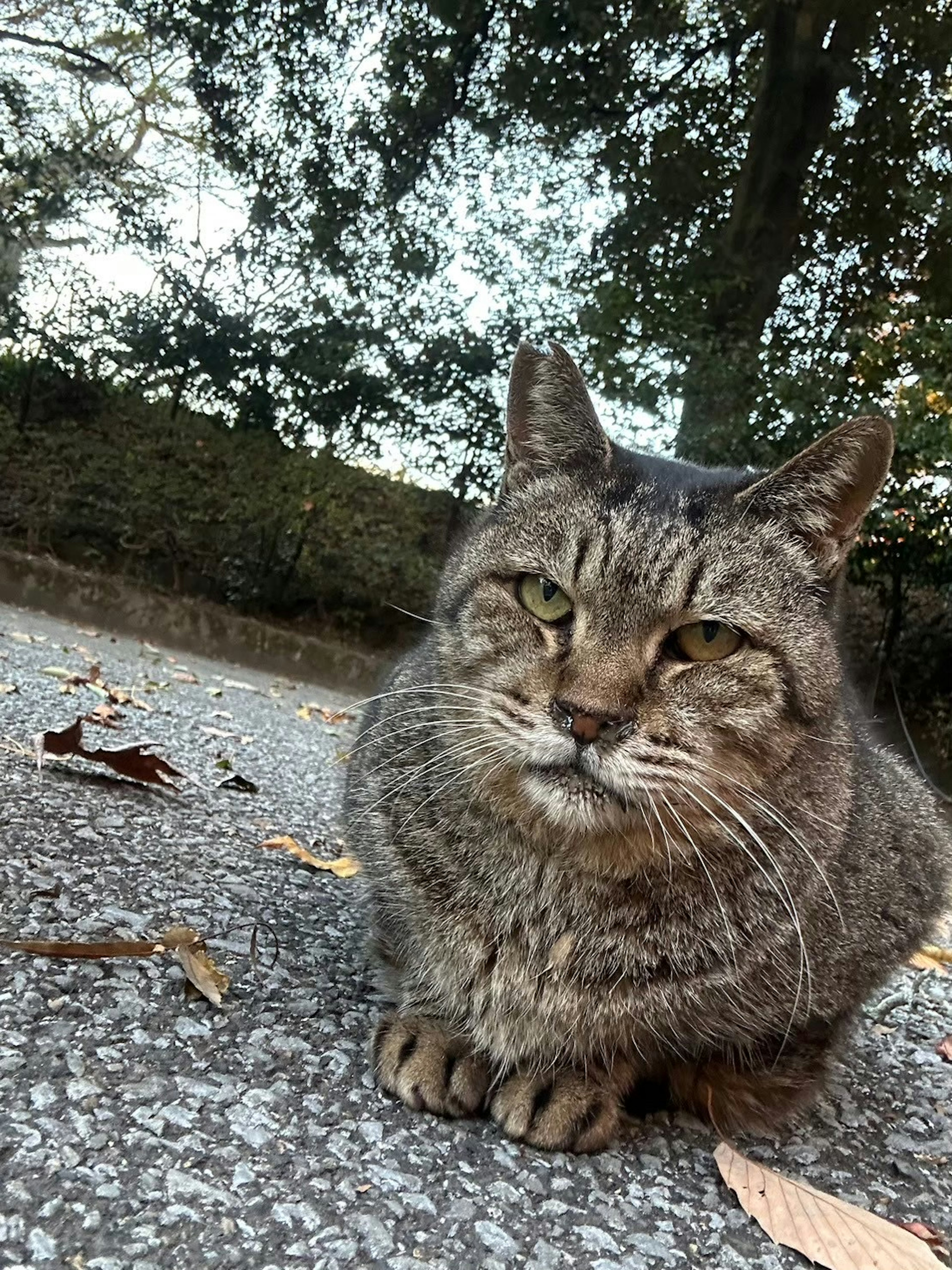 道の上に座っている灰色の猫のアップ