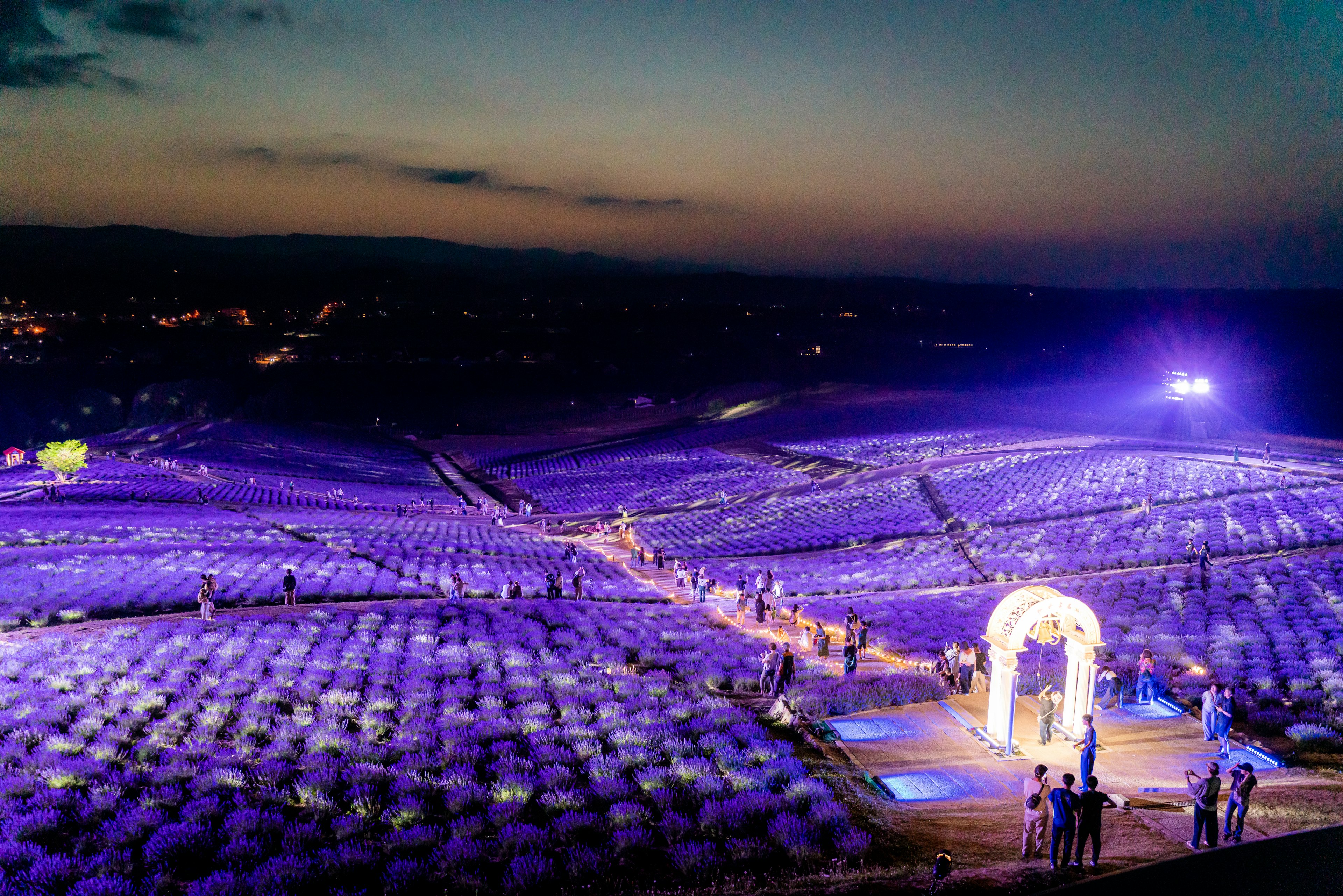 People gathering in a purple flower field at dusk