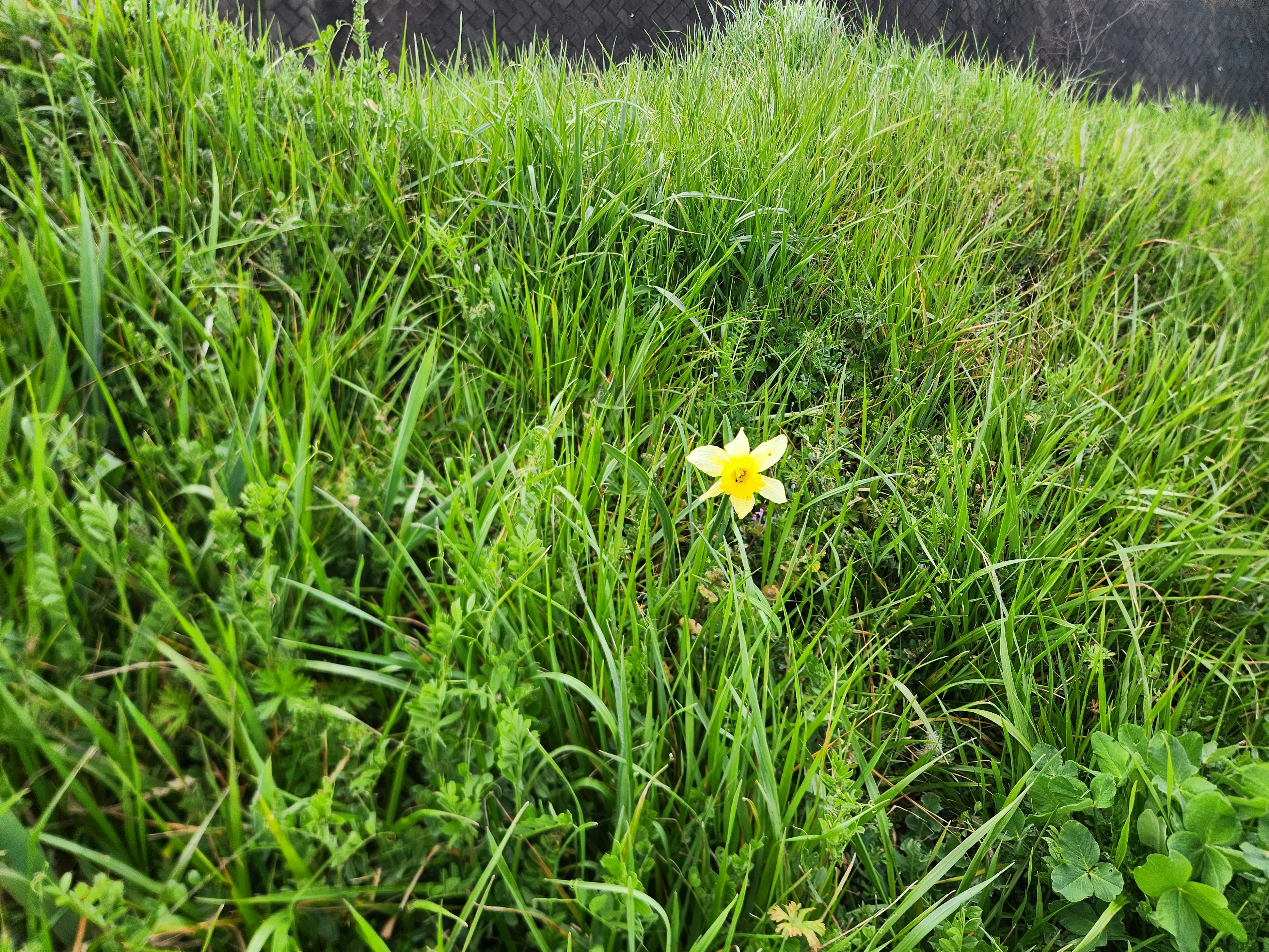 Sebuah bunga kuning tunggal mekar di tengah rumput hijau yang subur