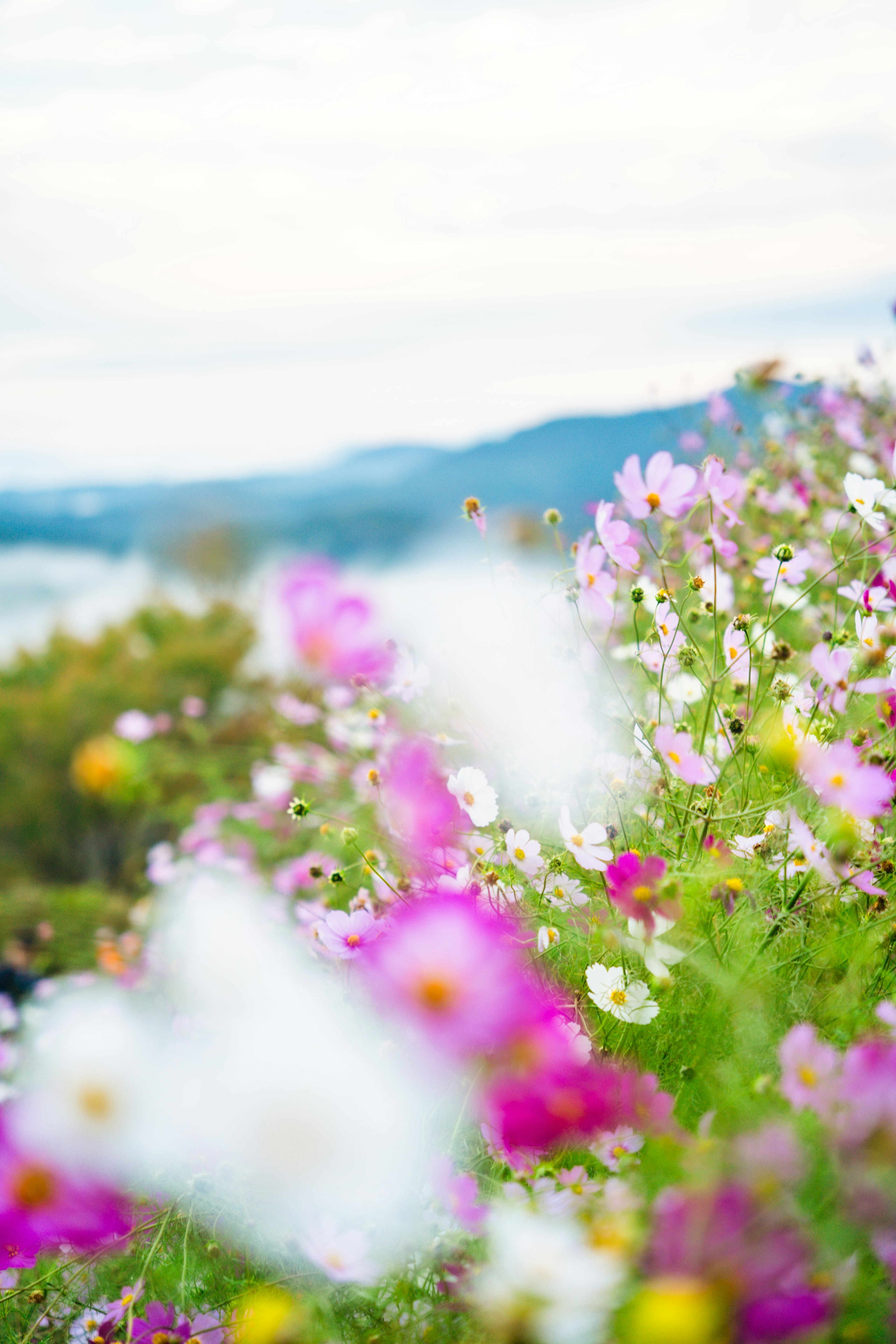 色とりどりの花が咲く風景と柔らかな背景