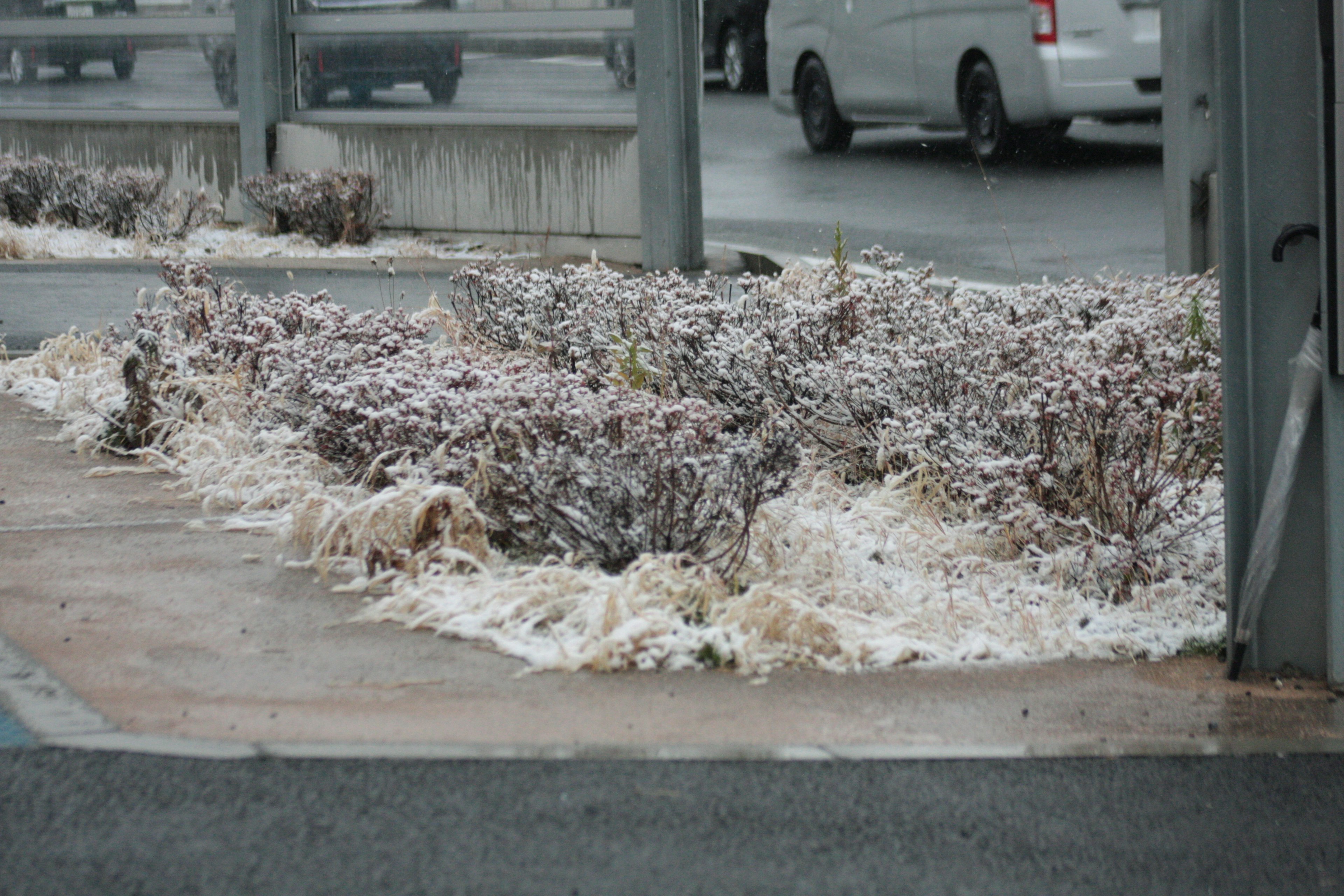 Un rincón urbano con plantas cubiertas de blanco que parecen nieve y un pavimento mojado