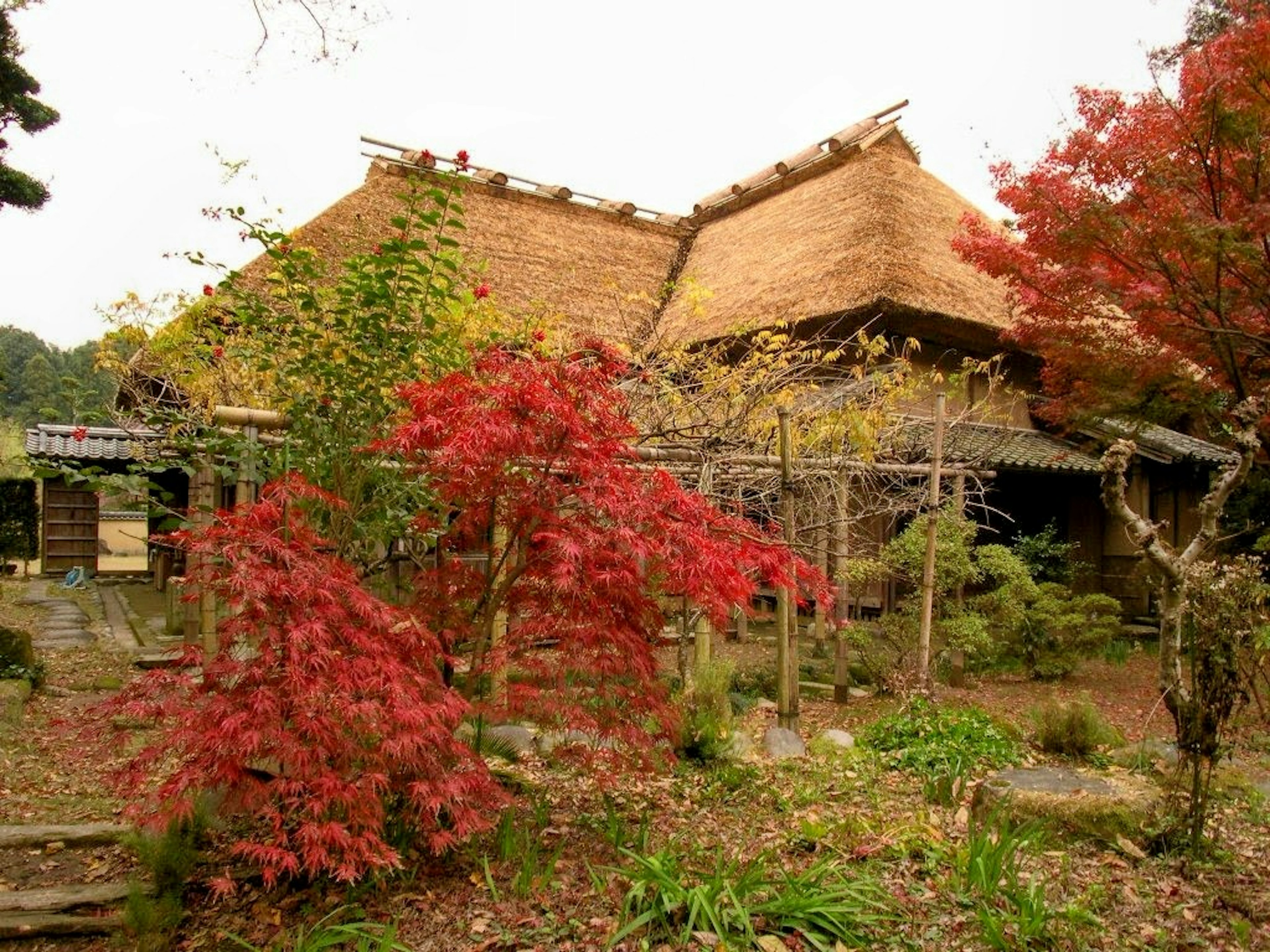 傳統茅草屋頂房屋，四周環繞著鮮豔的紅楓樹