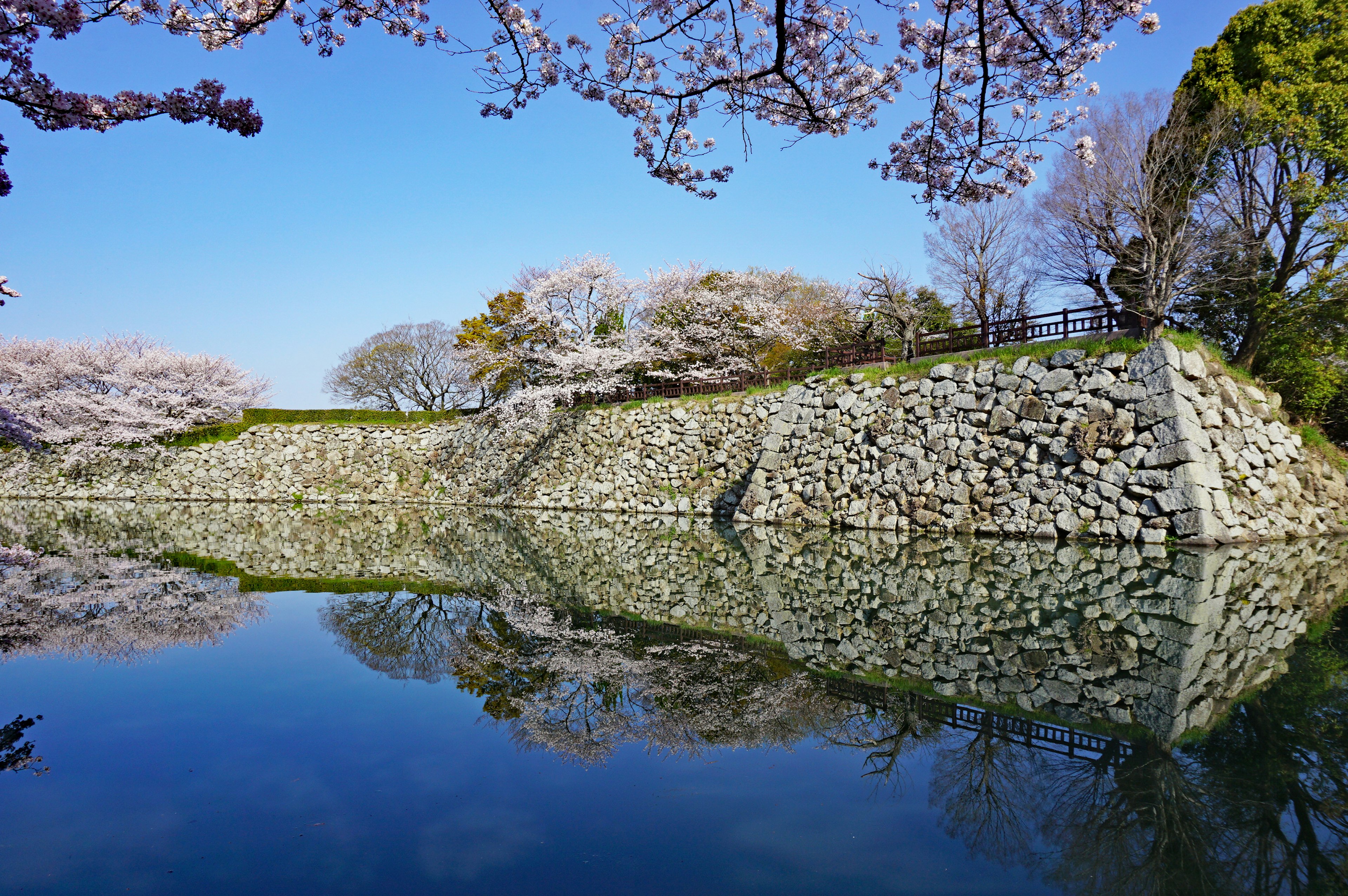 Cherry blossom trees bloom near a stone wall reflecting in calm water