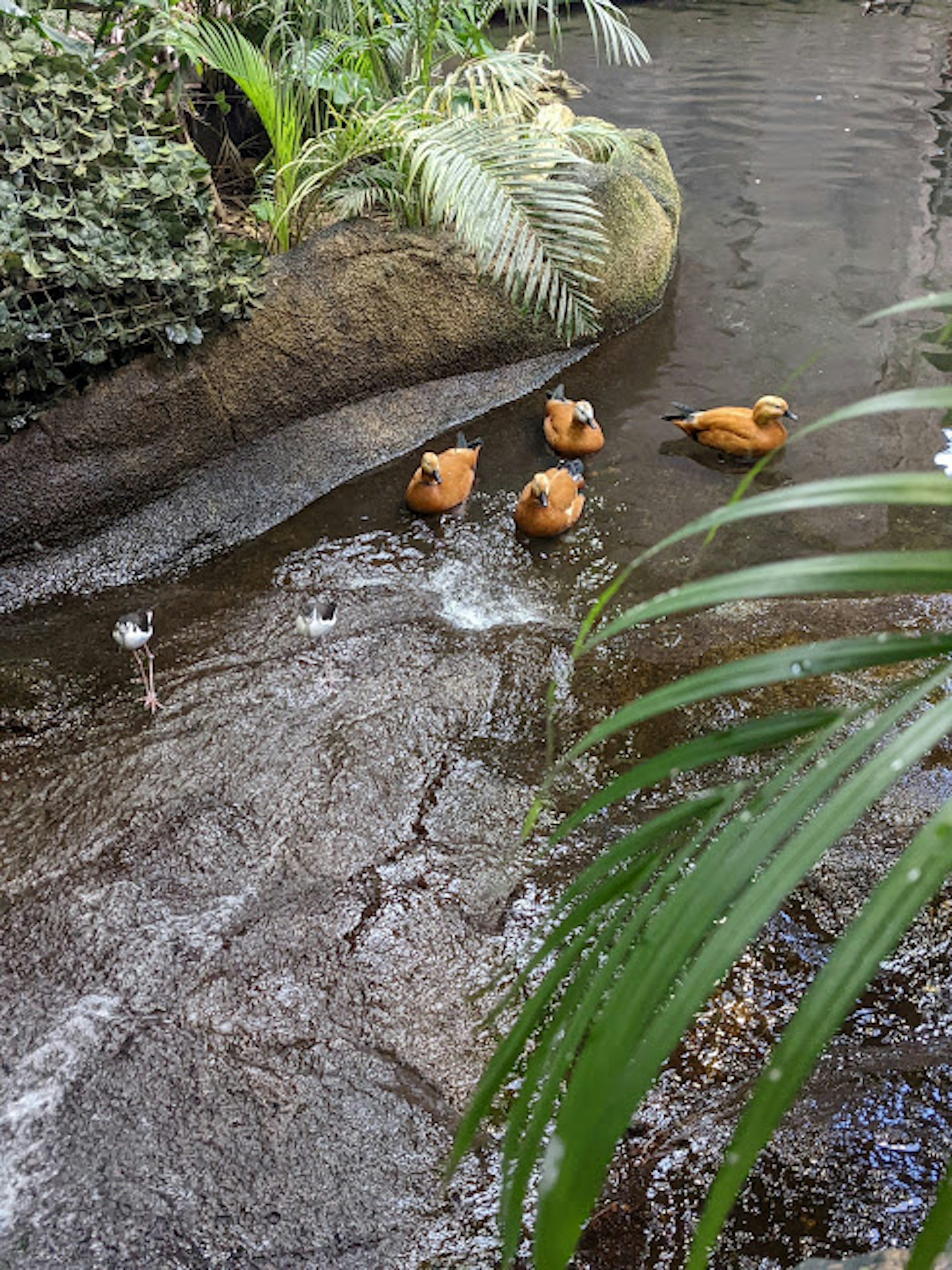 小川にいる4羽のオシドリが水辺でくつろいでいる緑豊かな風景