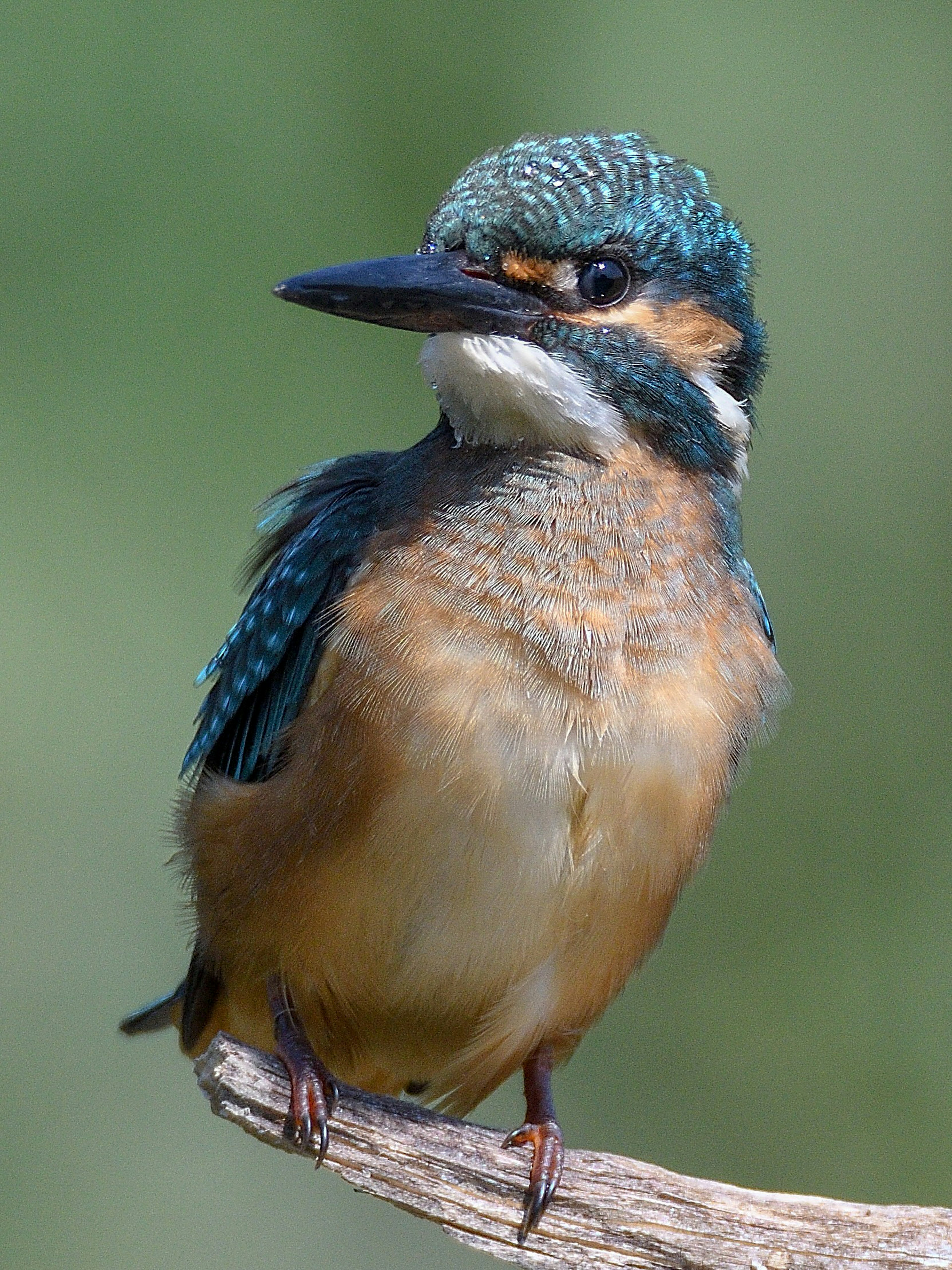 Ein Eisvogel mit wunderschönen blauen Federn, der auf einem Ast sitzt