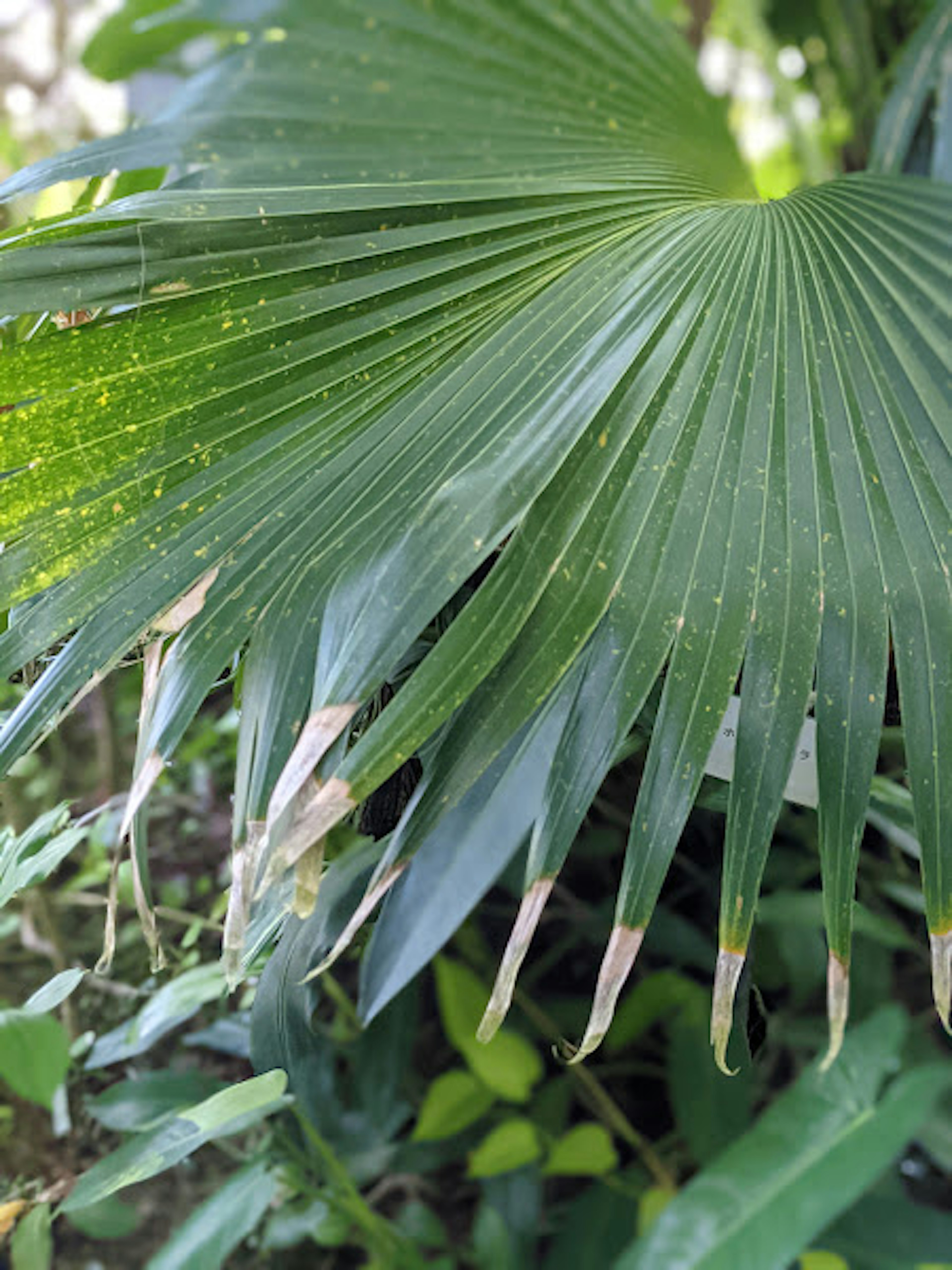 Close-up of a large green palm leaf with pointed tips