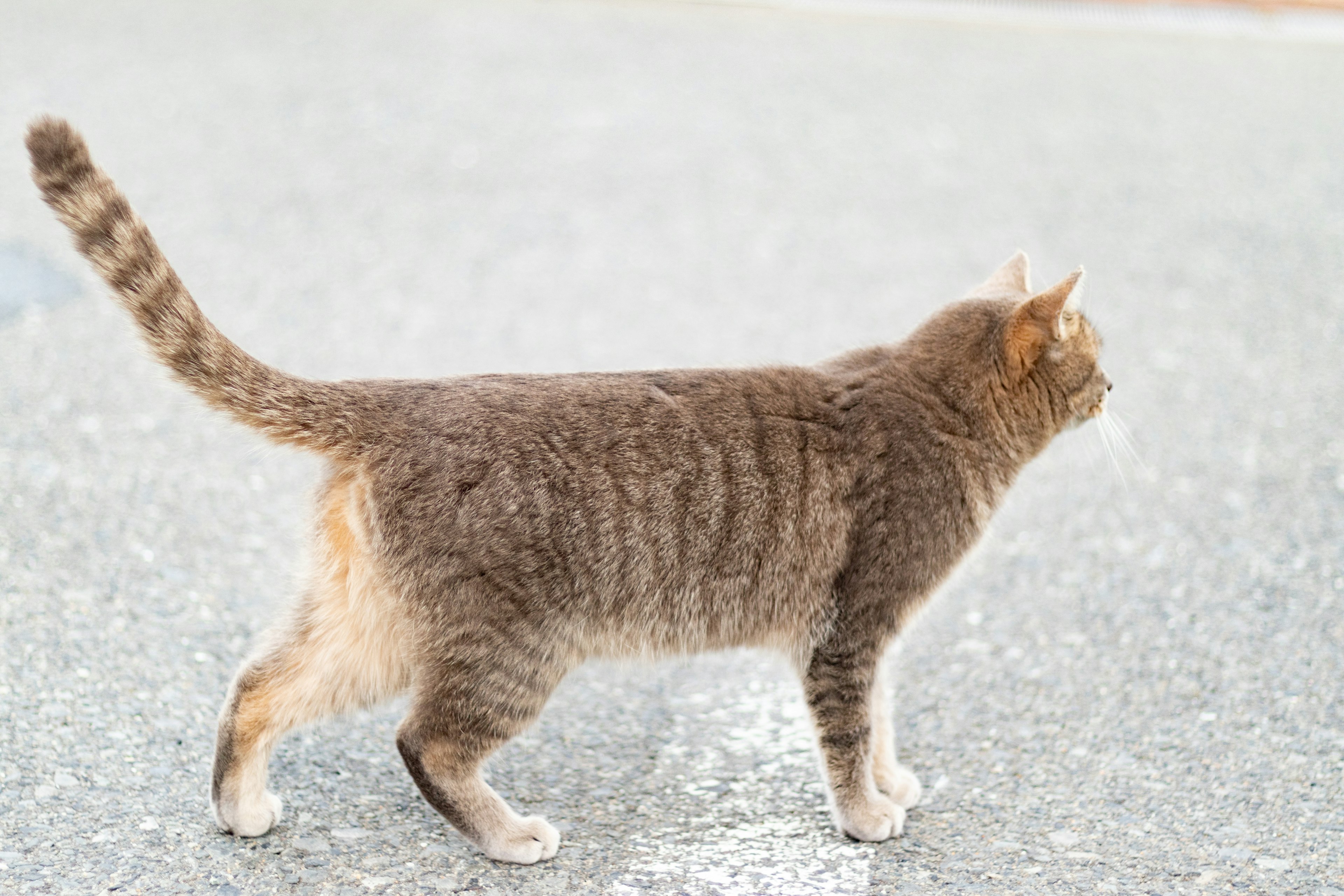 Gatto grigio che cammina sulla strada