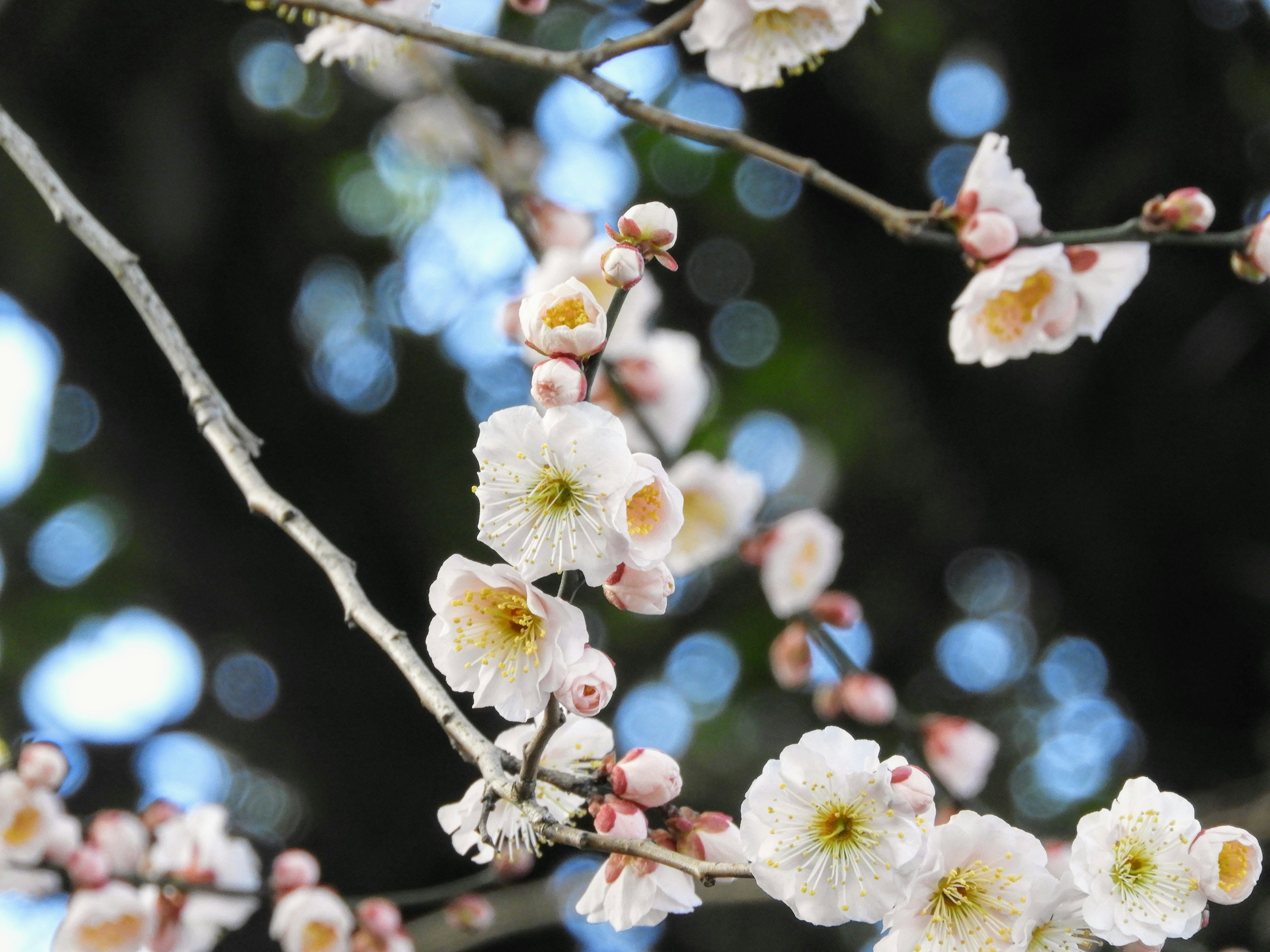 Close-up of branches with white flowers and buds