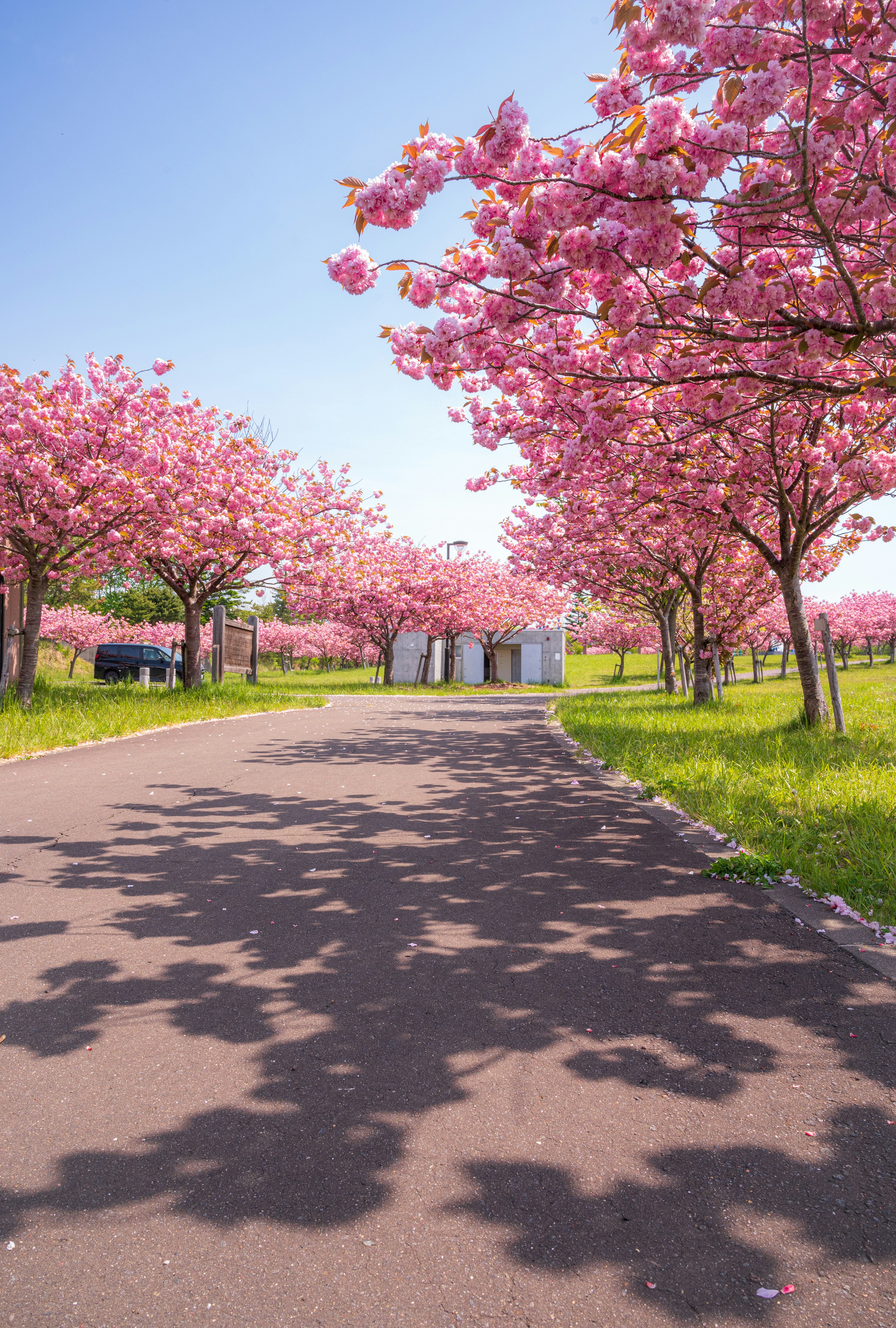 桜の木が並ぶ遊歩道と青い空