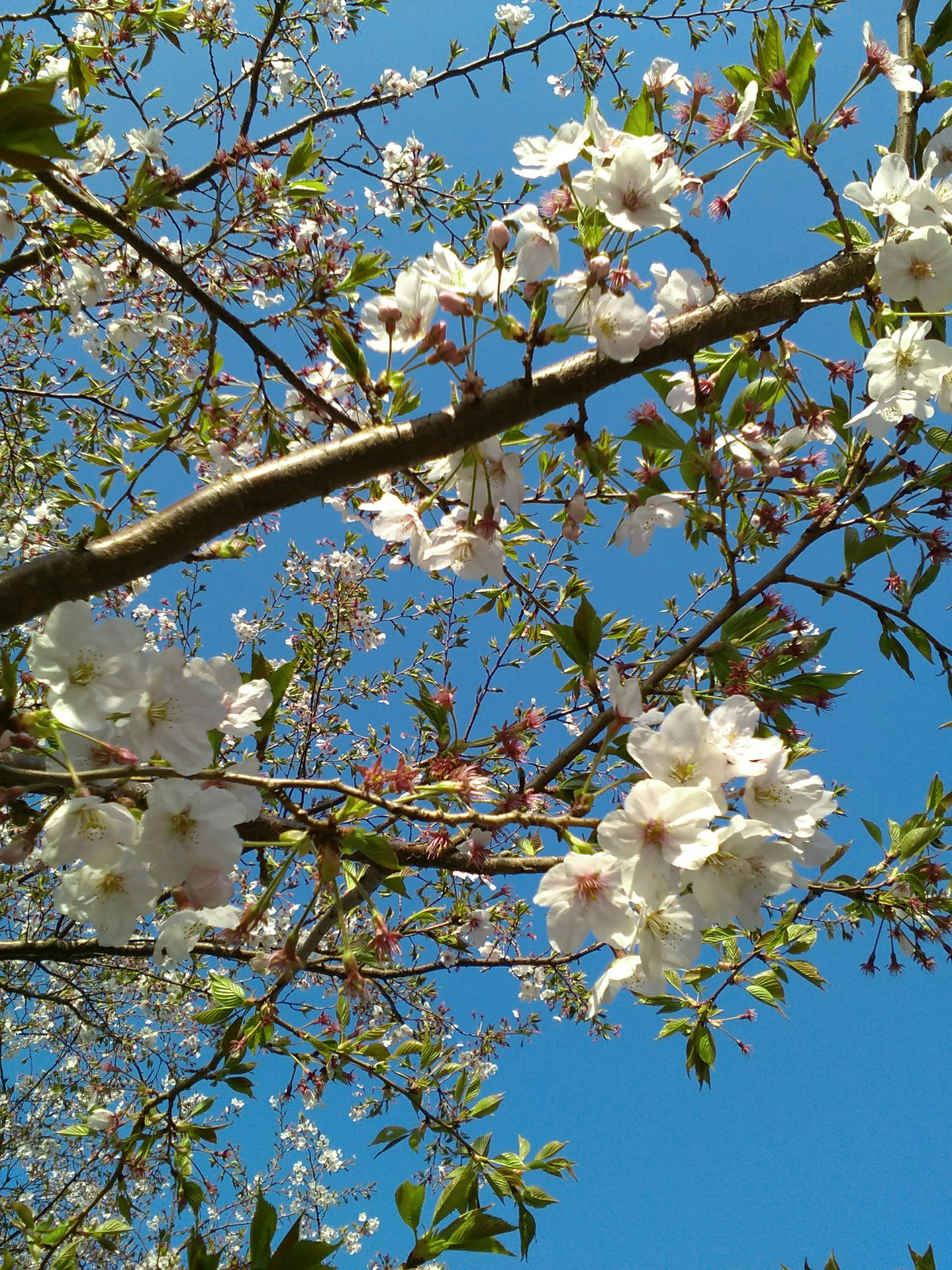 青空の下に咲く桜の花と緑の葉