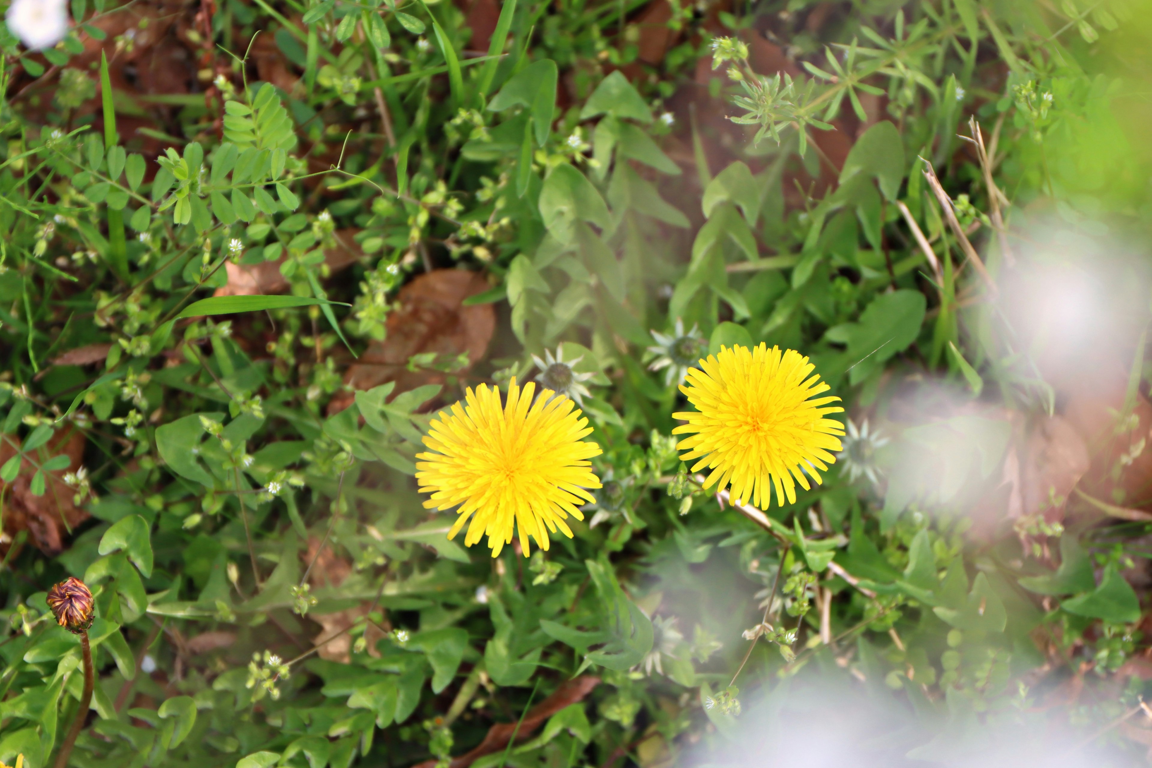 Two bright yellow dandelion flowers among green grass