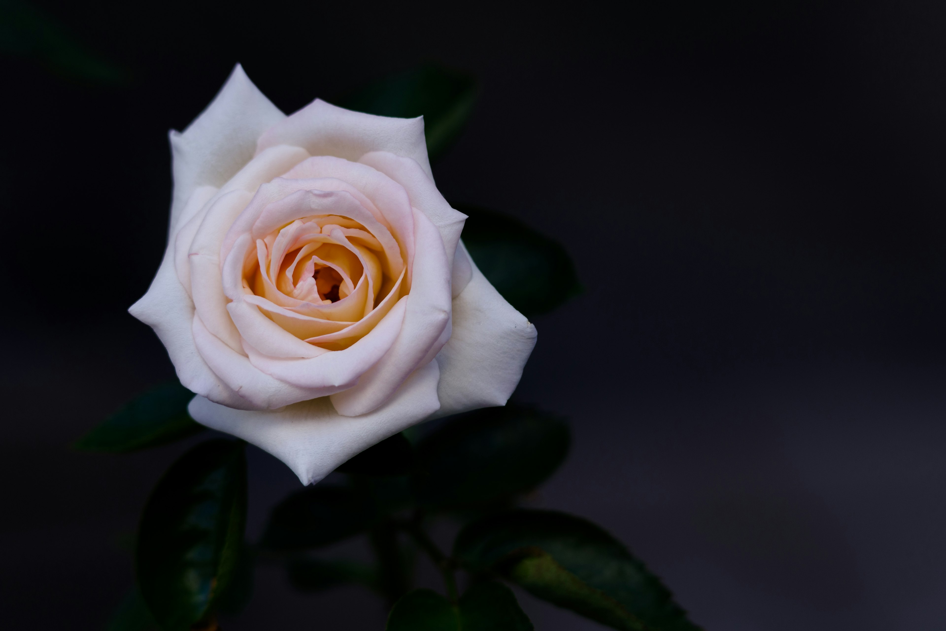 Una rosa rosa pallido si staglia su uno sfondo scuro