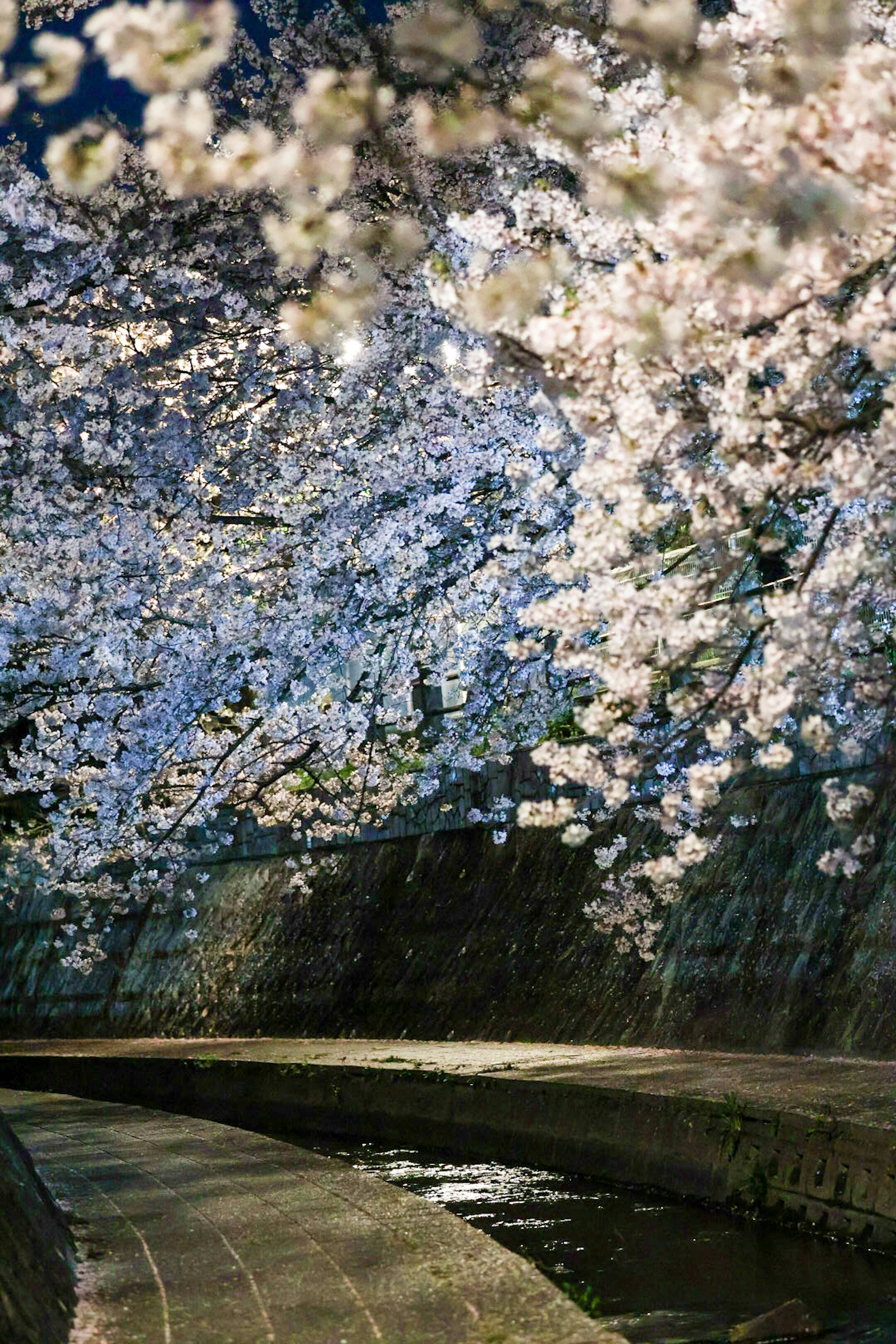 桜の花が咲き誇るトンネルの下を流れる小川の風景