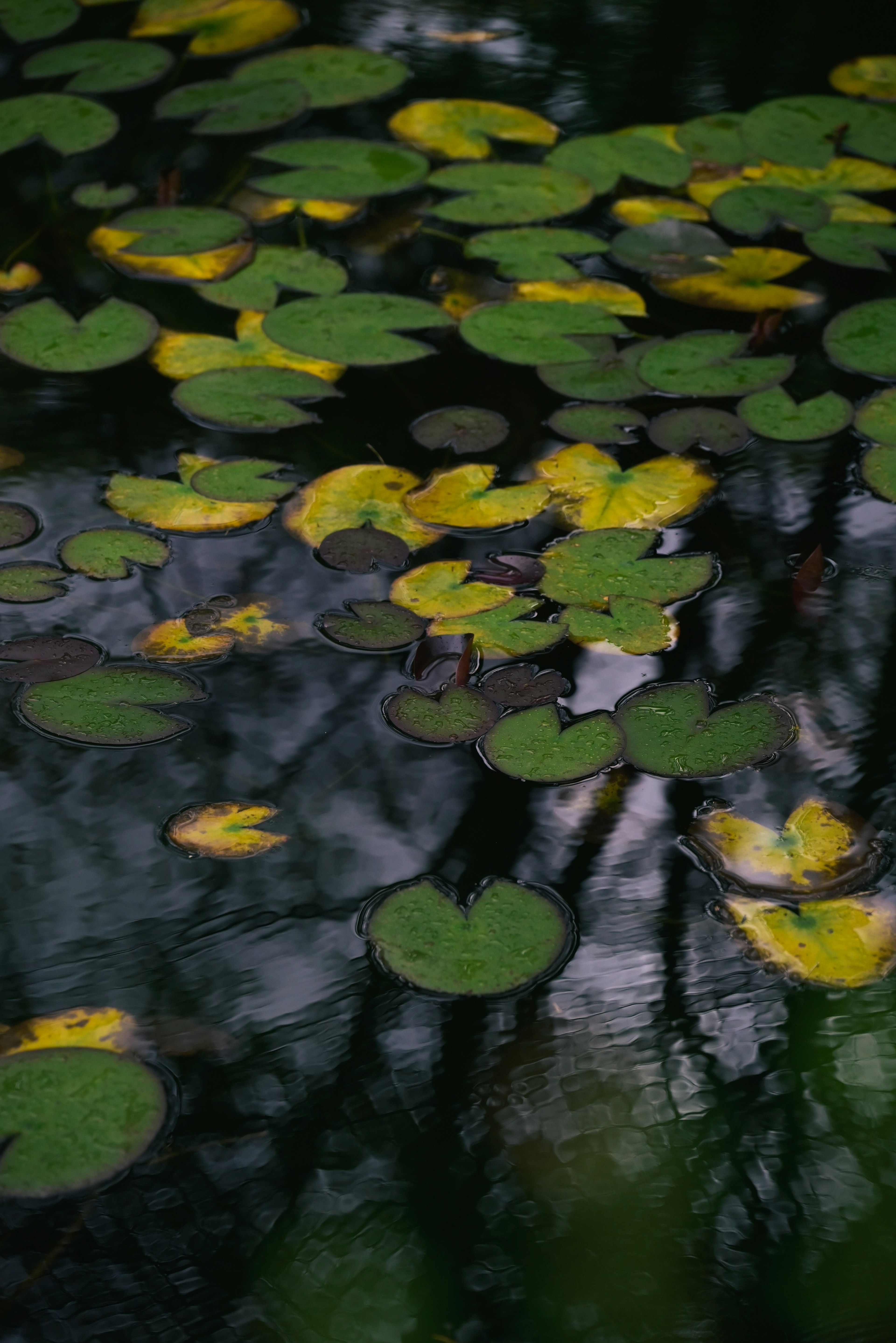 Cluster of green and yellow lily pads floating on water