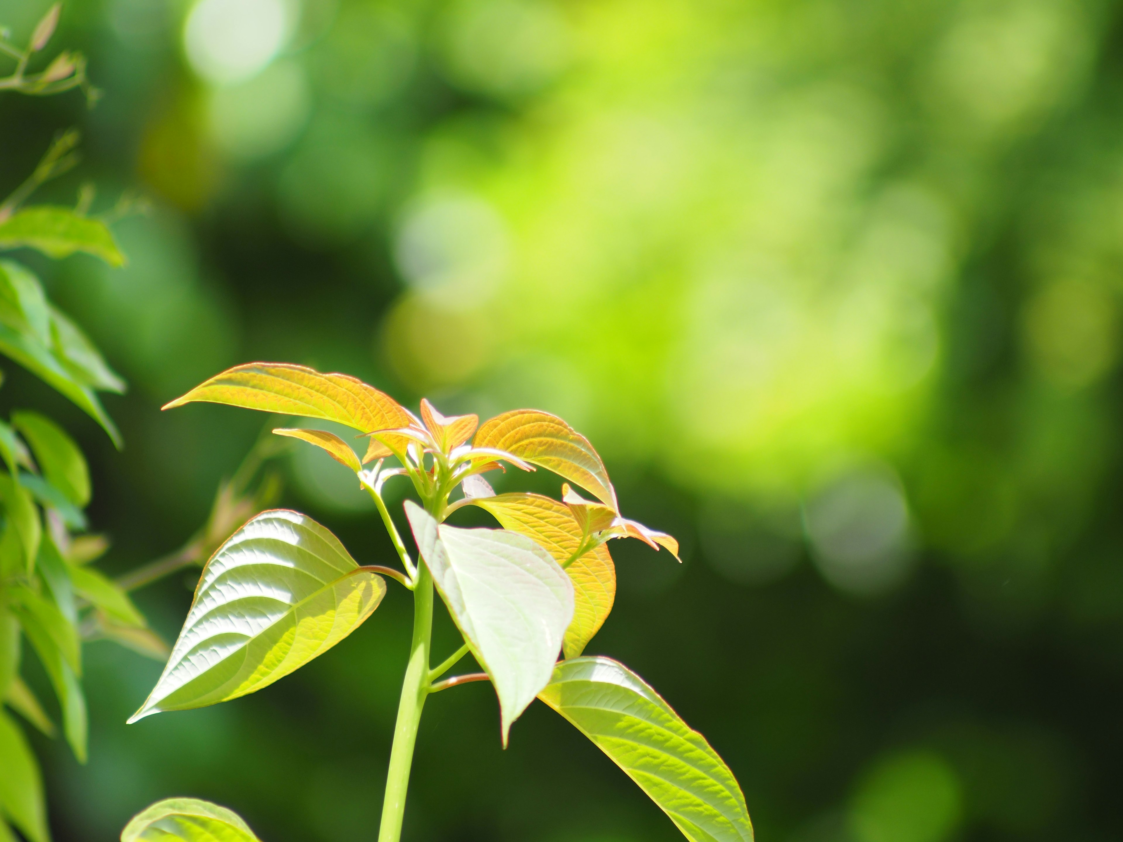 Close-up of young leaves against a green background