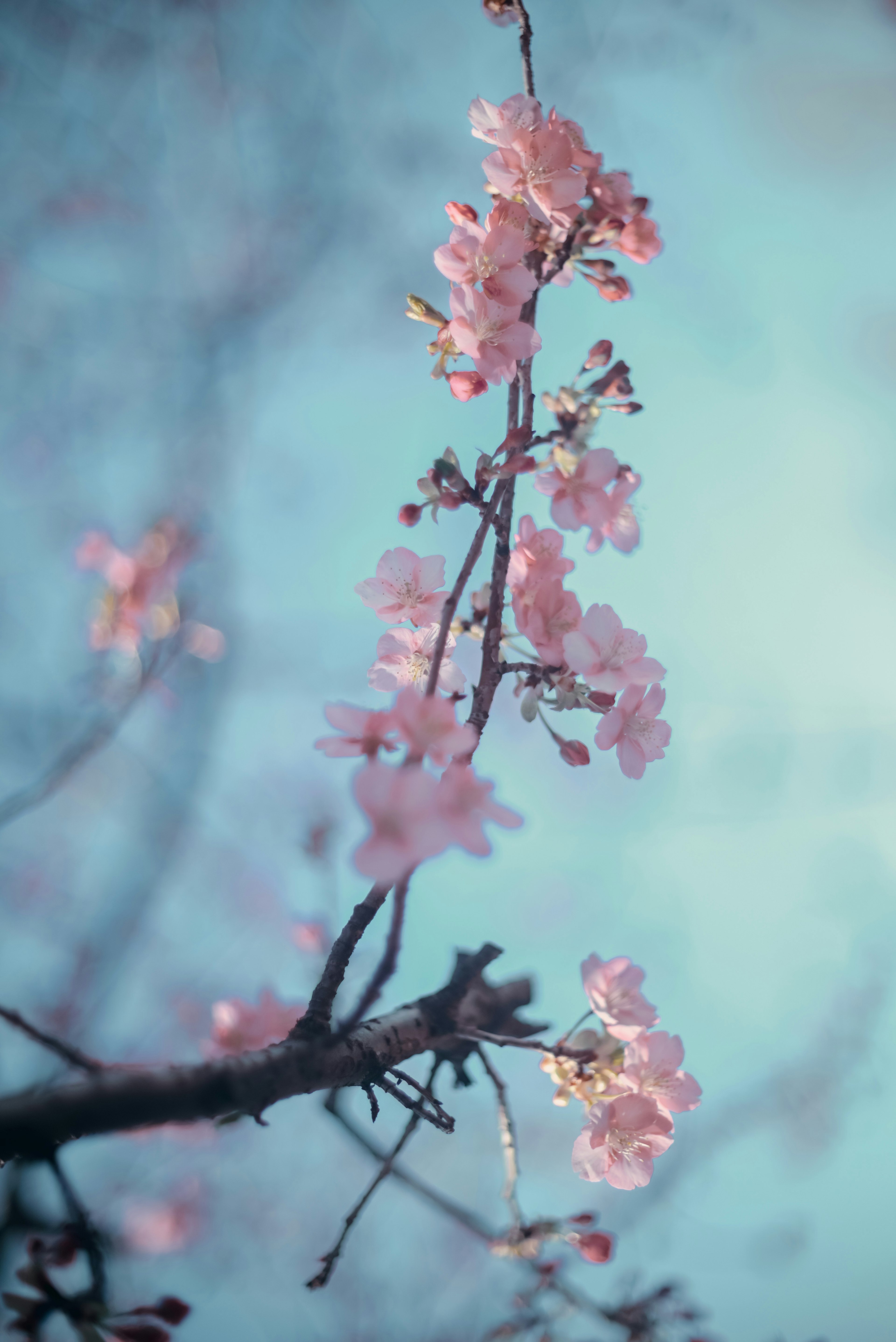 桜の花が青い背景に咲いている