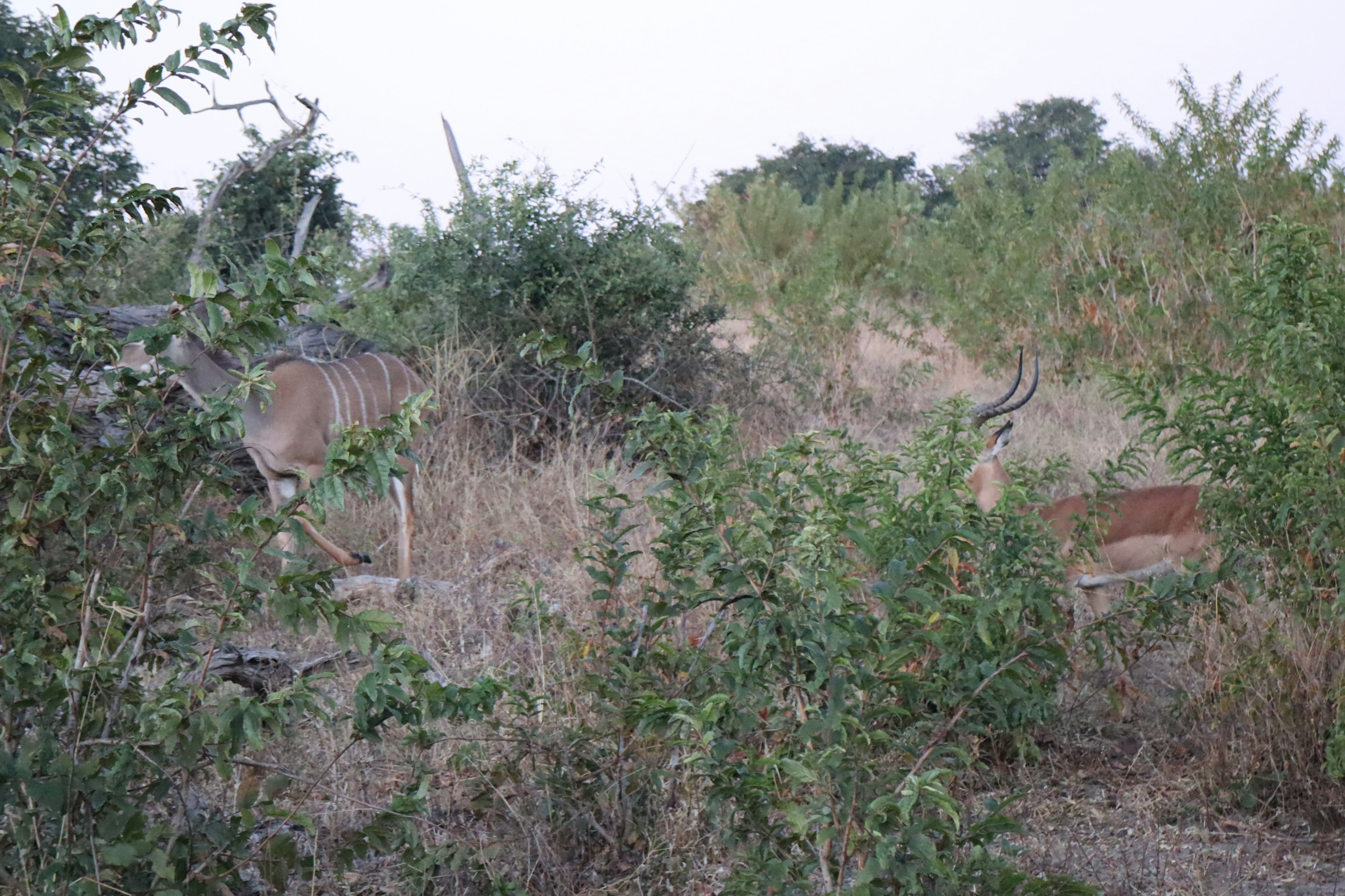 Cervi parzialmente nascosti in un'area erbosa circondata da cespugli