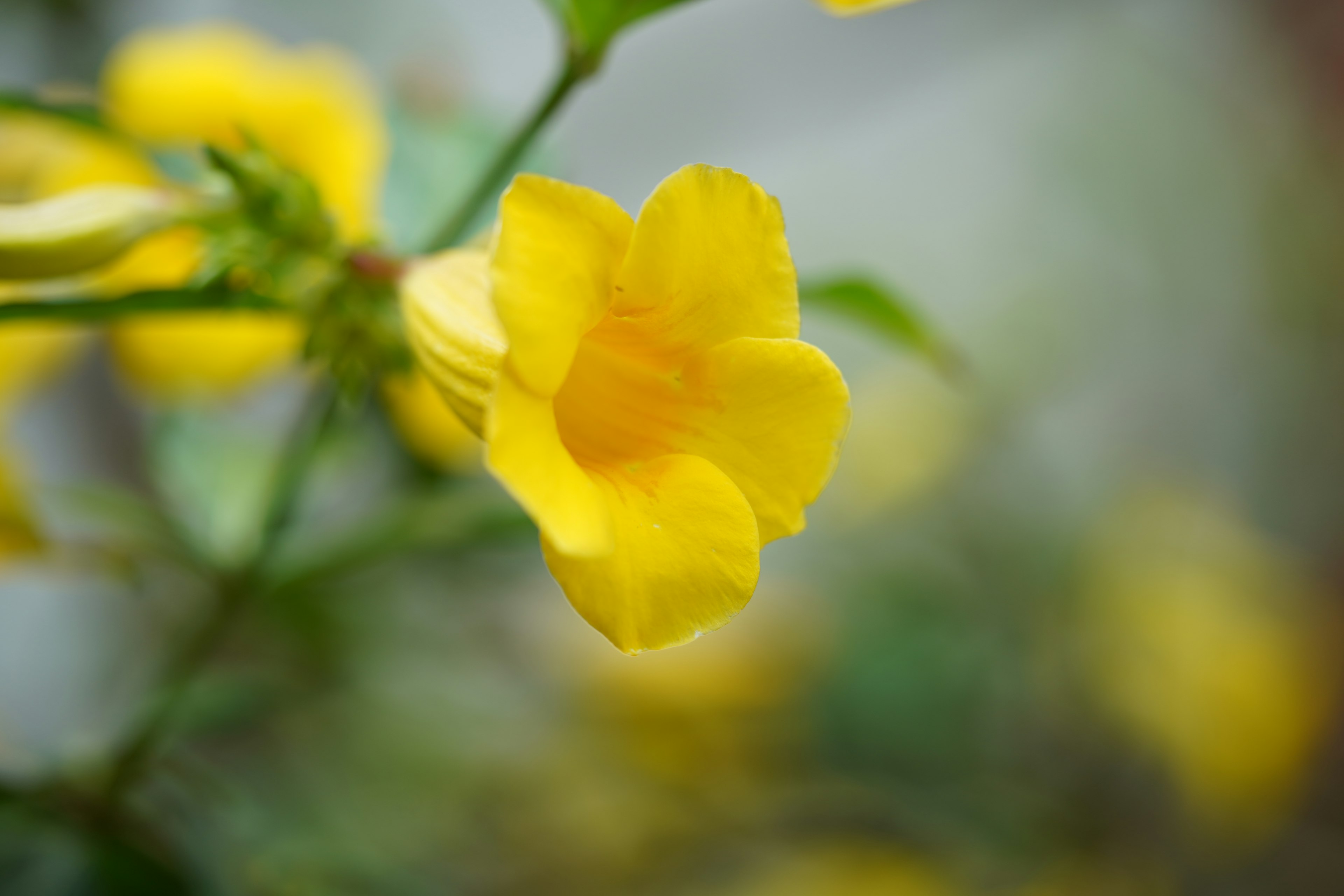 Primer plano de una flor amarilla con fondo desenfocado