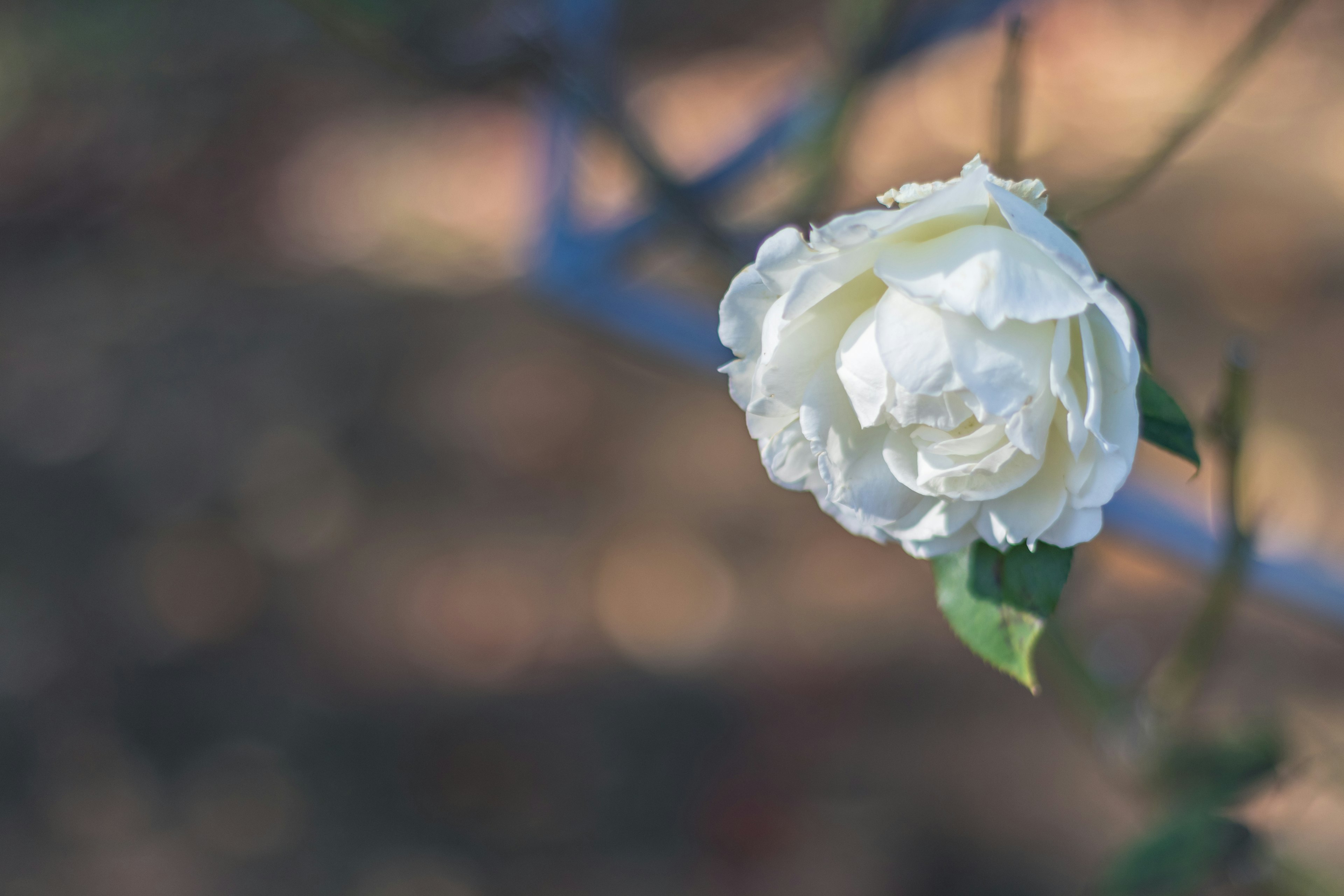 Une fleur de rose blanche épanouie sur une tige bleue avec un arrière-plan flou