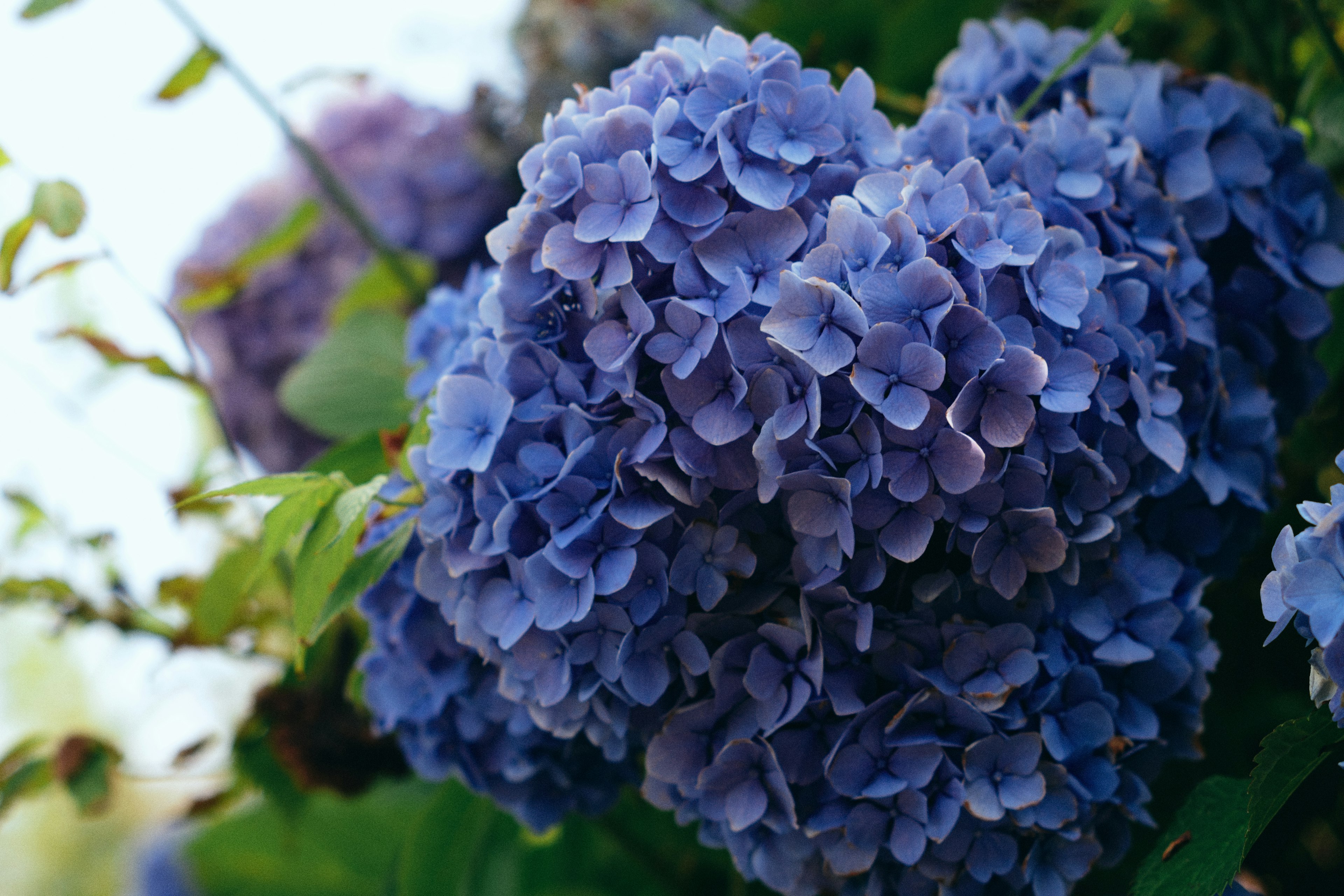 Grupo de flores de hortensia azules en plena floración