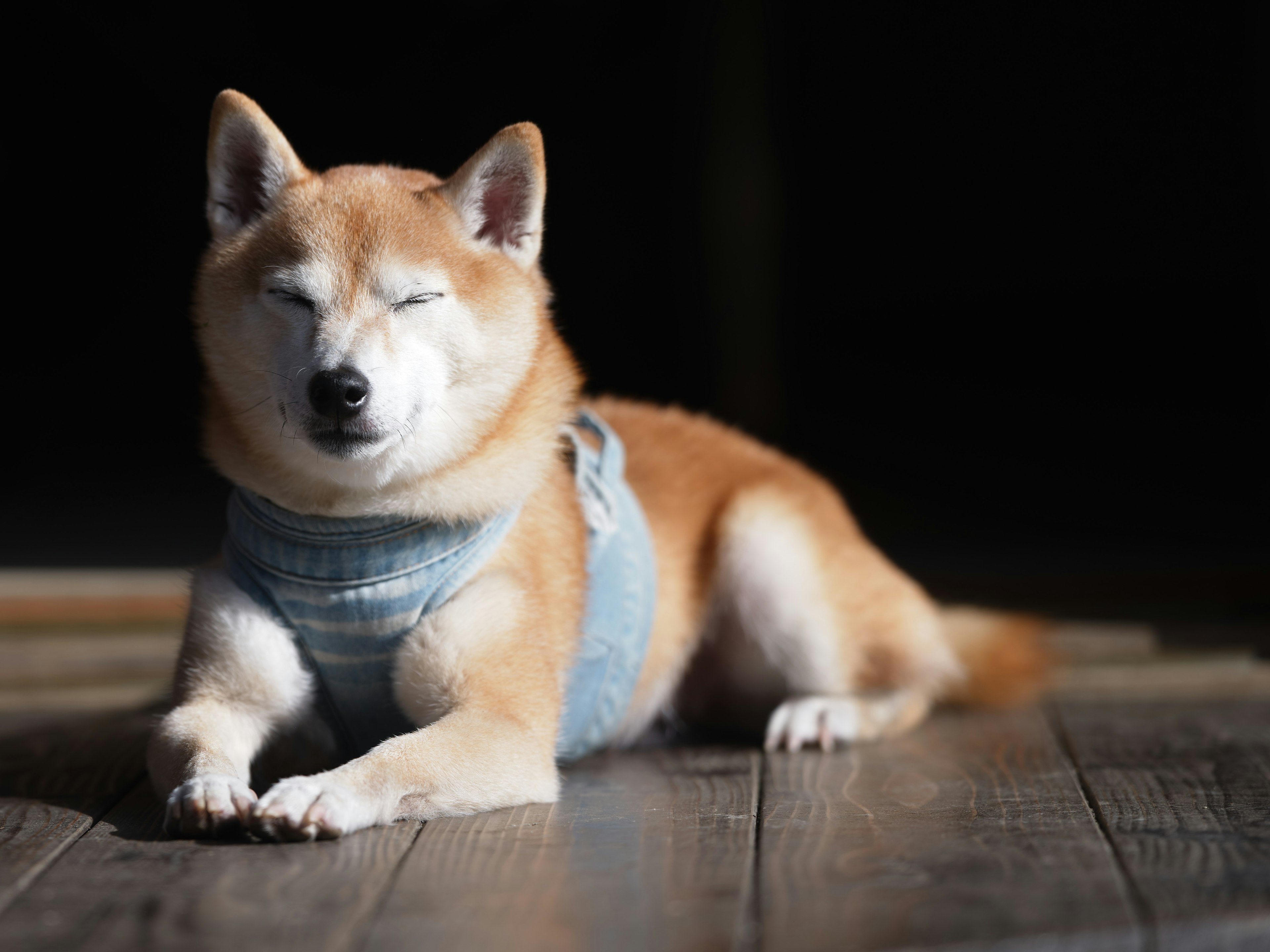 Shiba Inu dengan mata tertutup berbaring di bawah sinar matahari