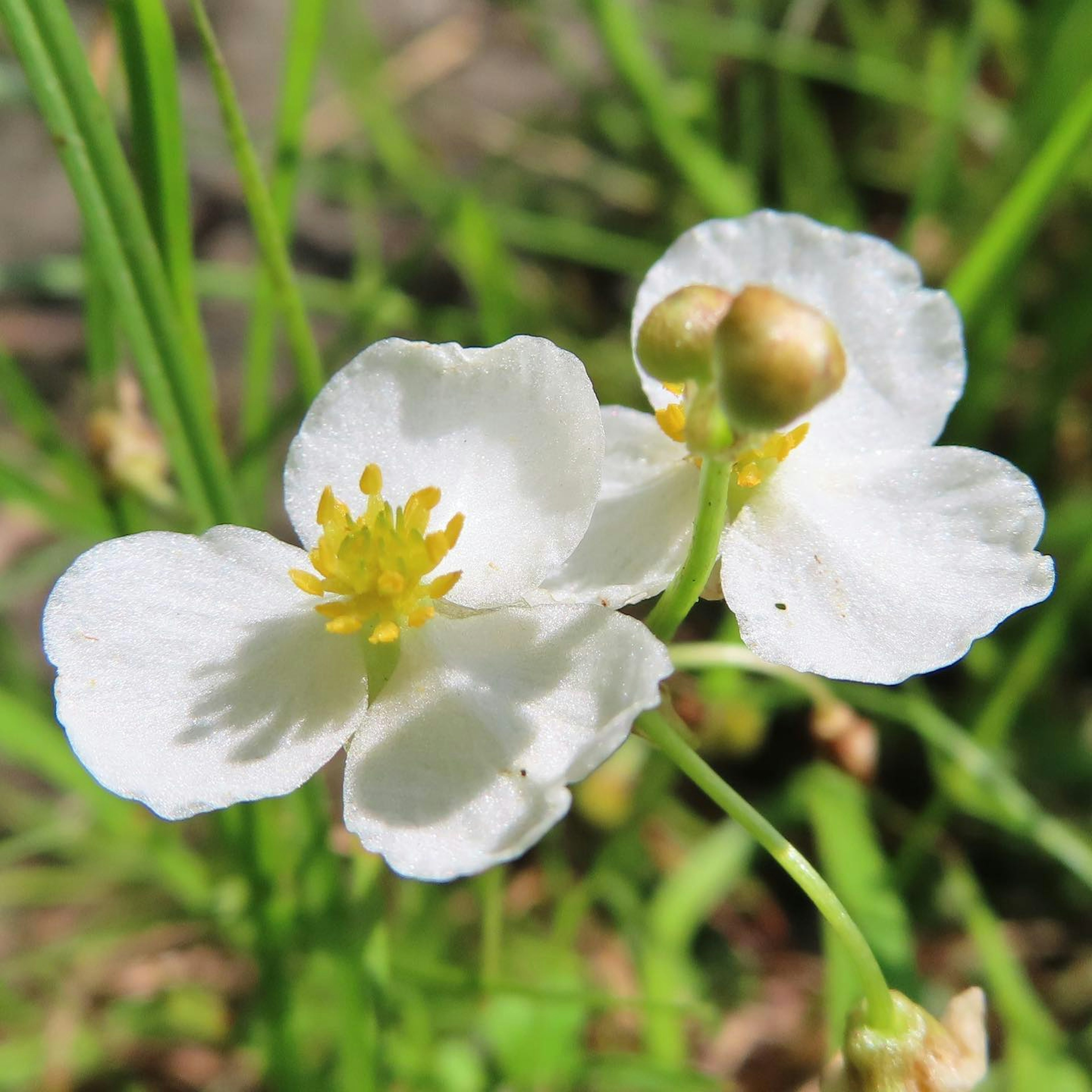 White flower with yellow center surrounded by green grass