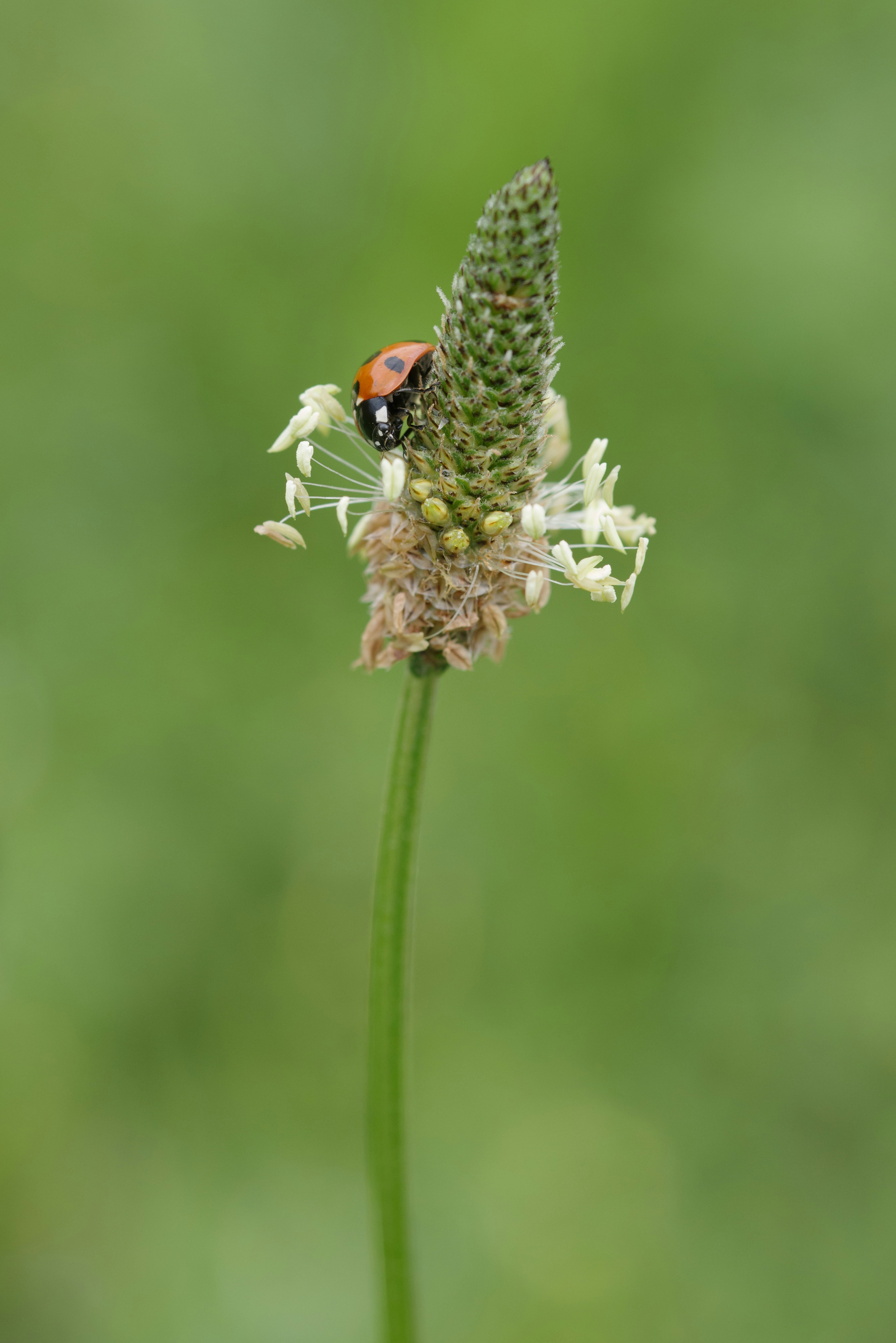 Une tige de fleur de plante avec un coccinelle au sommet sur un fond vert