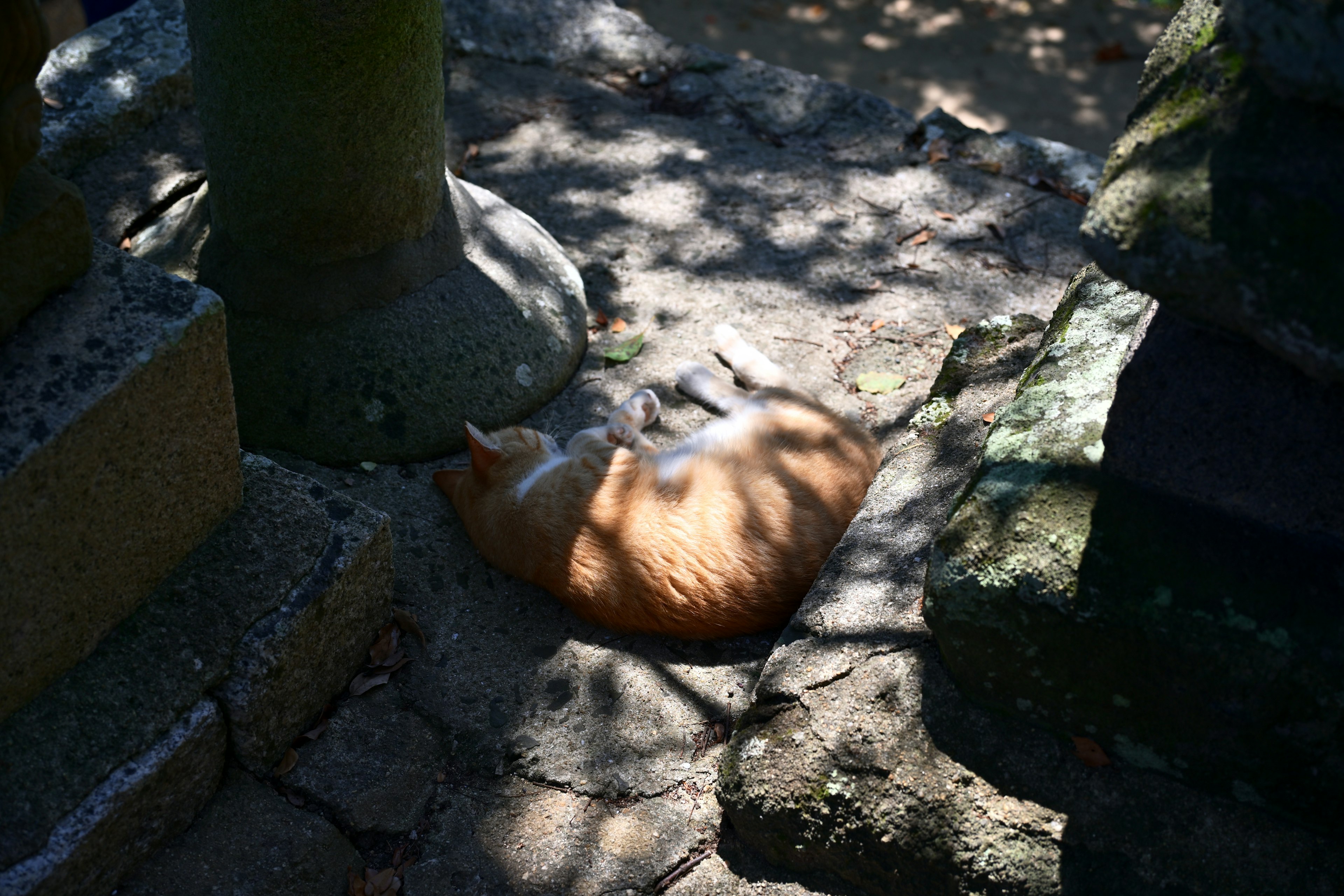 Orangen Katze schläft im Schatten auf Steinboden Licht und Schatten erzeugen Muster