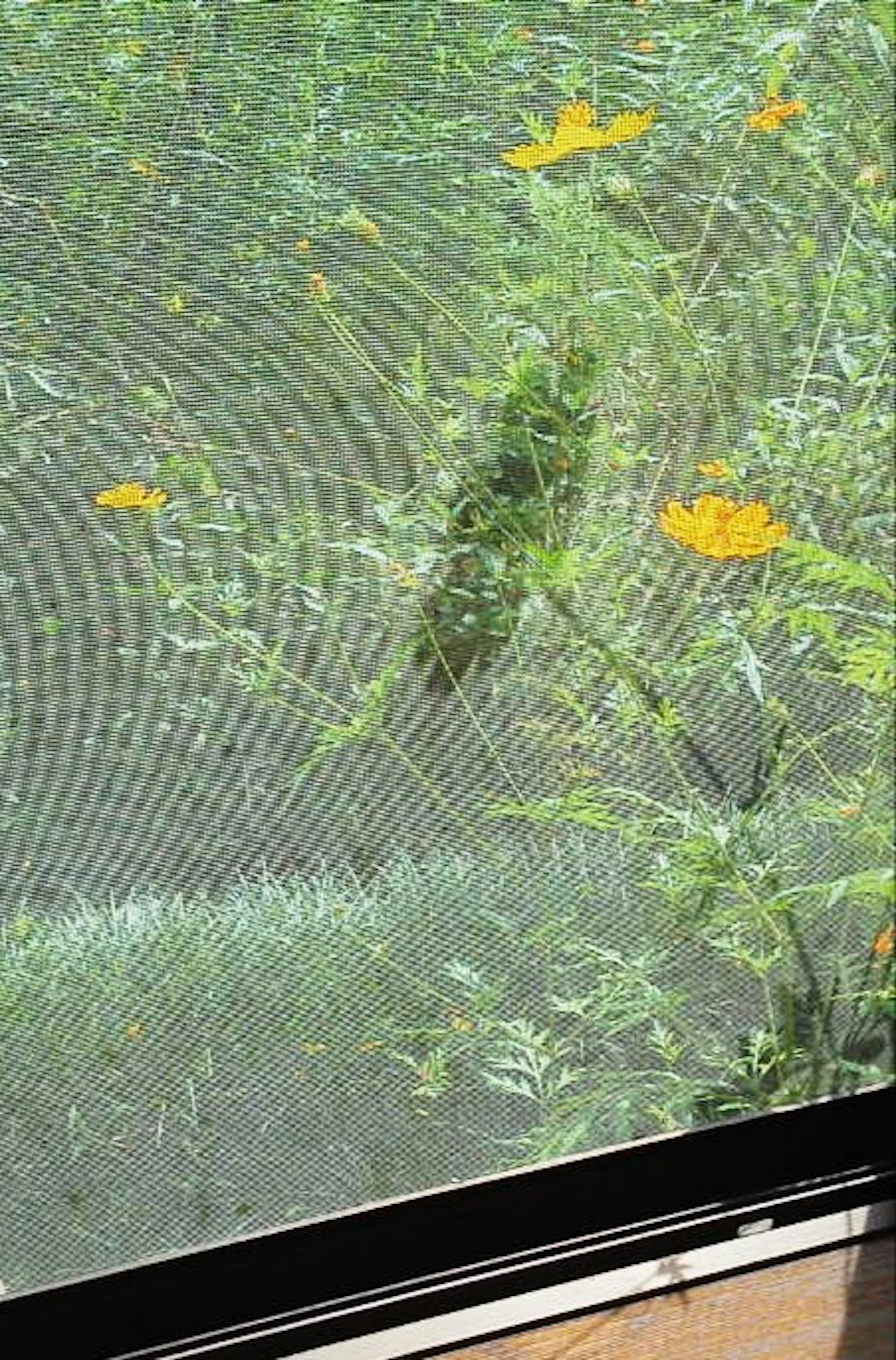 Nahaufnahme von grünen Pflanzen und gelben Blumen, die durch ein Fensterfliegengitter gesehen werden