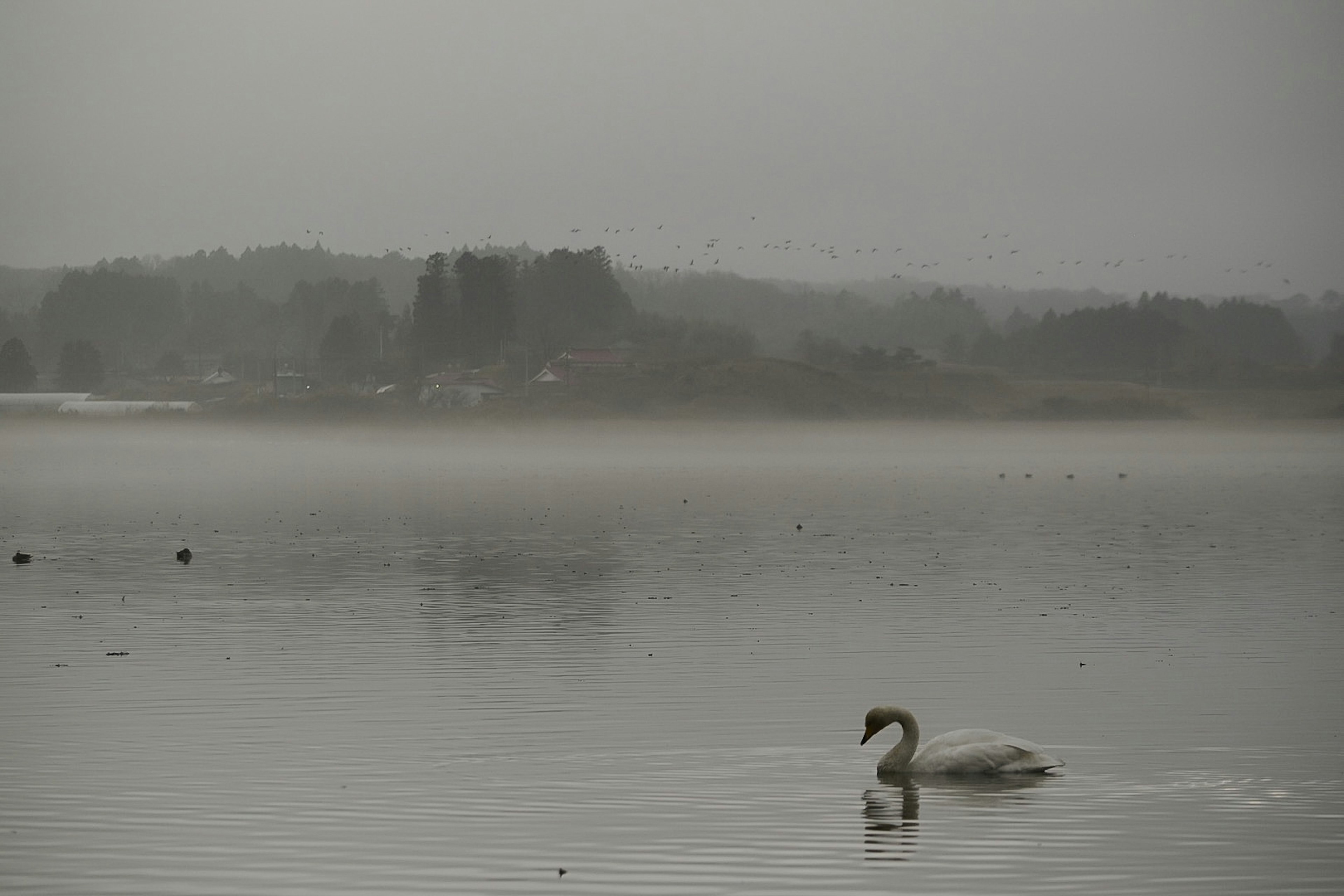 Un cigno che scivola su un lago nebbioso con alberi in lontananza