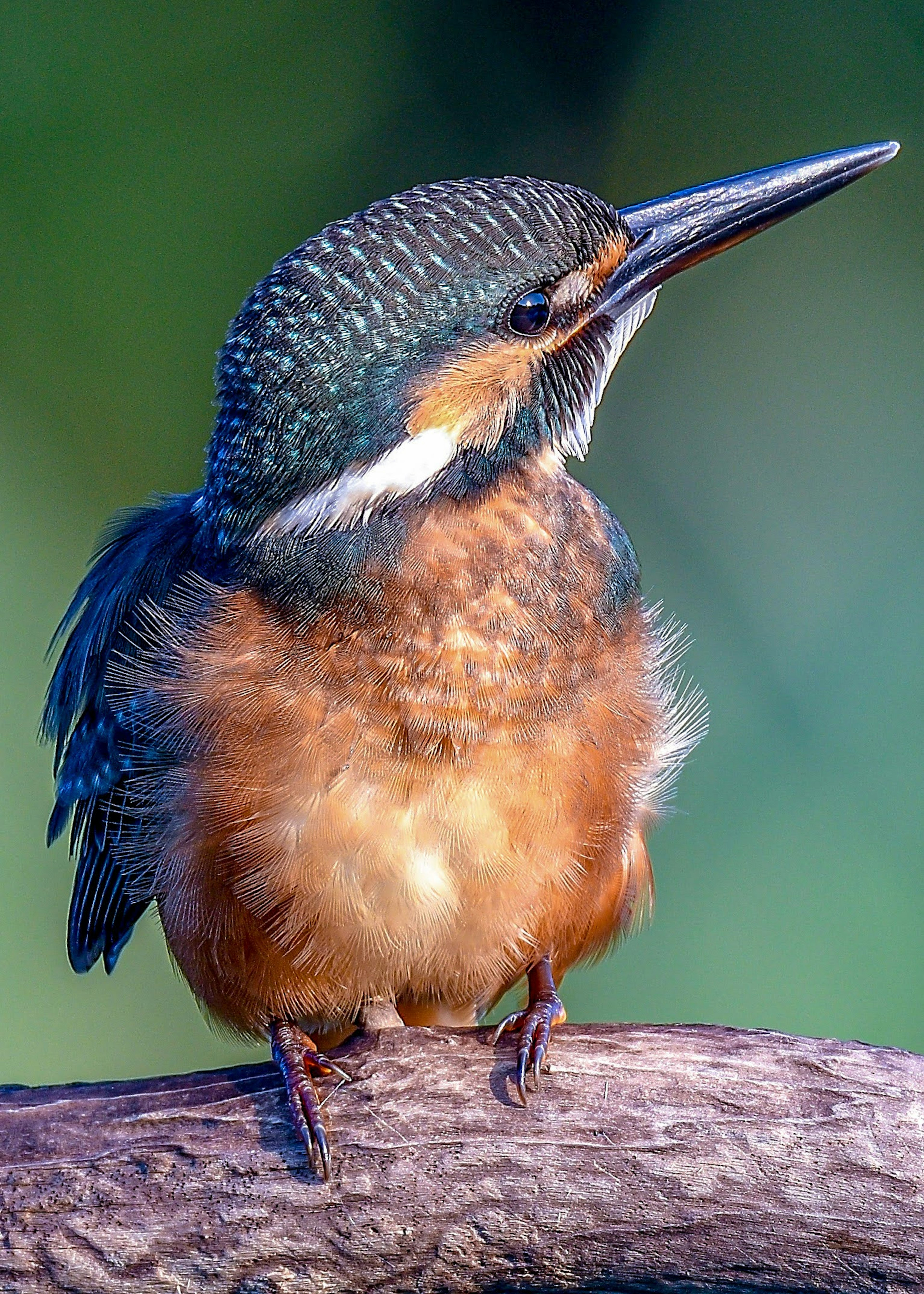 Seekor burung kingfisher yang cerah bertengger di dahan