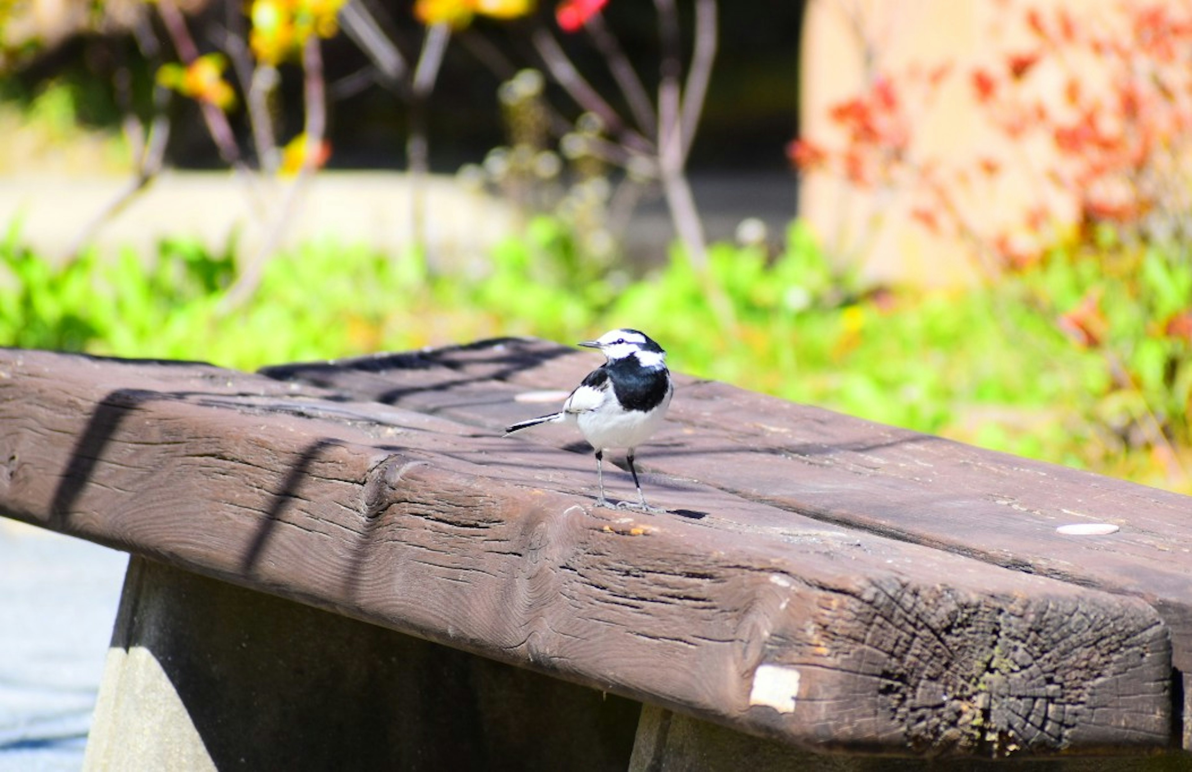 白黒の小鳥が木のベンチの上に立っている