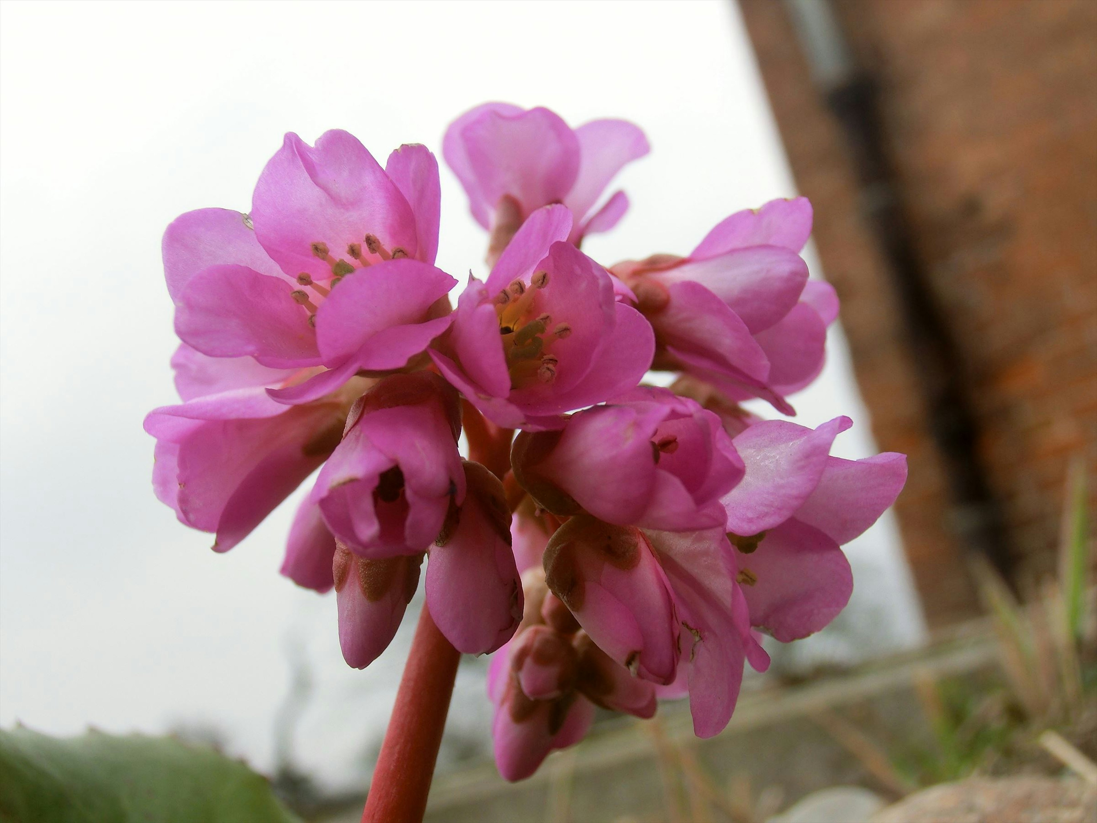 Foto close-up tanaman berbunga pink