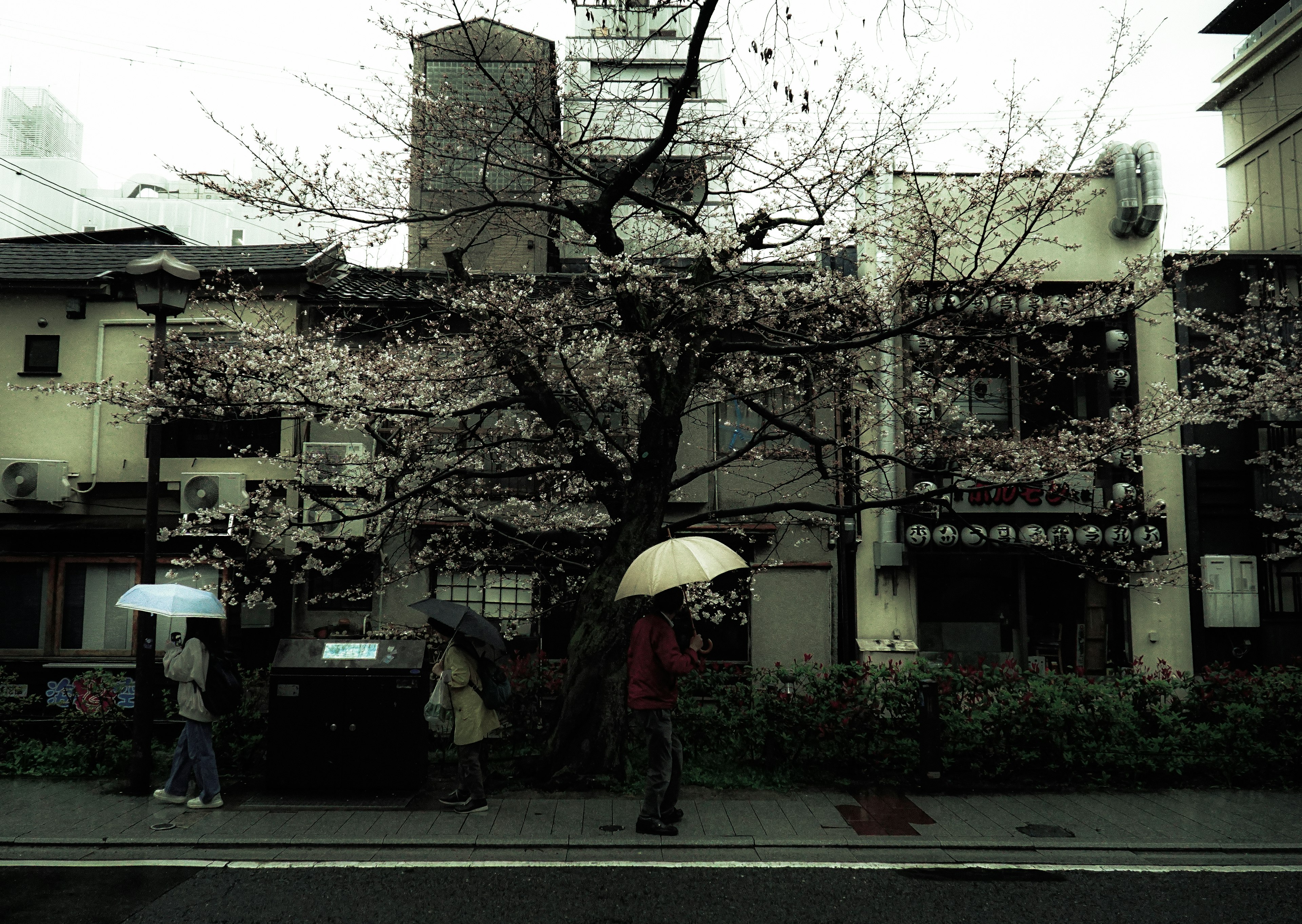 People walking under a cherry blossom tree with umbrellas in a city scene