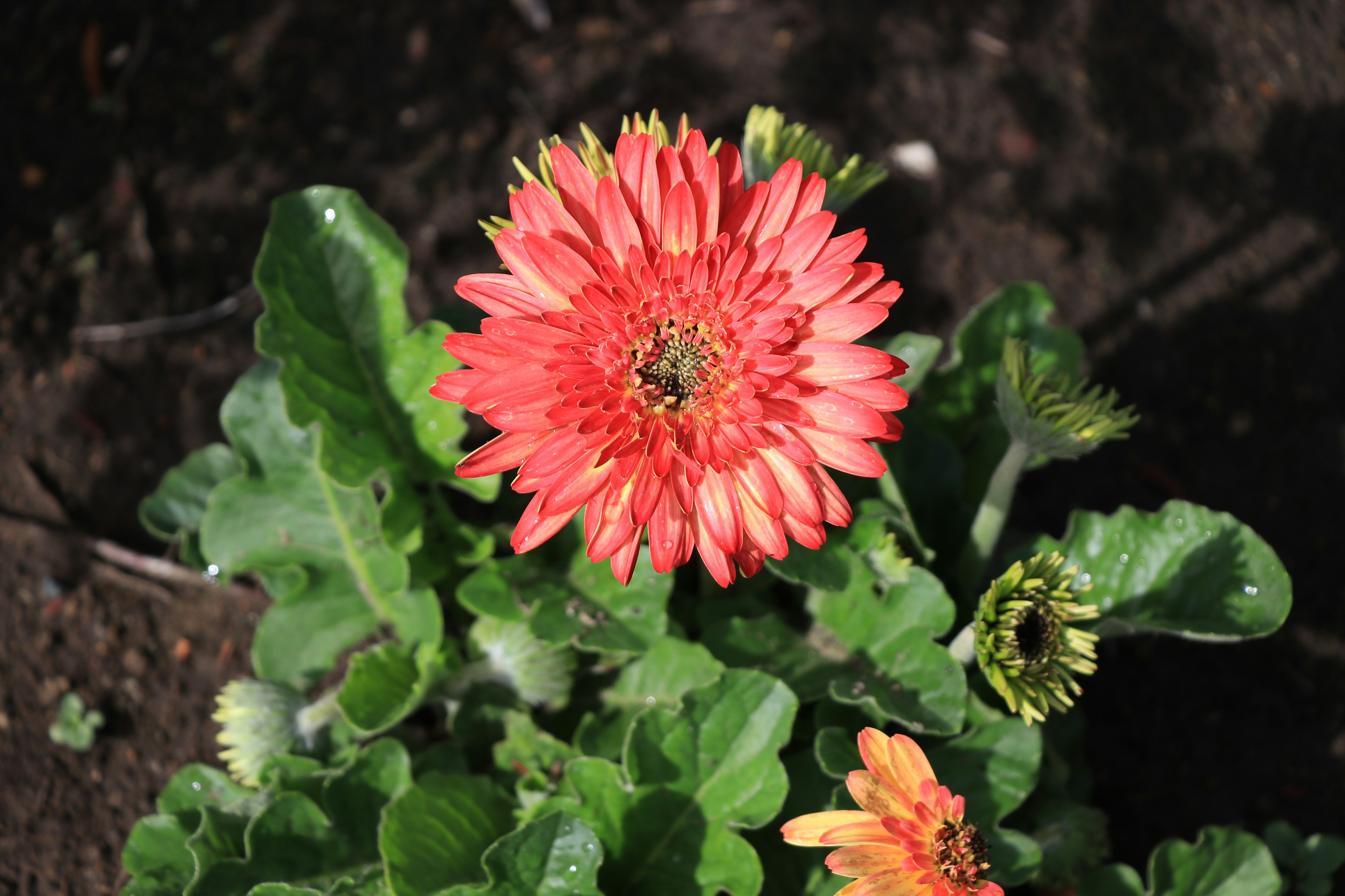 鮮やかなオレンジ色の花が中心にあり、周囲には緑の葉が広がっている