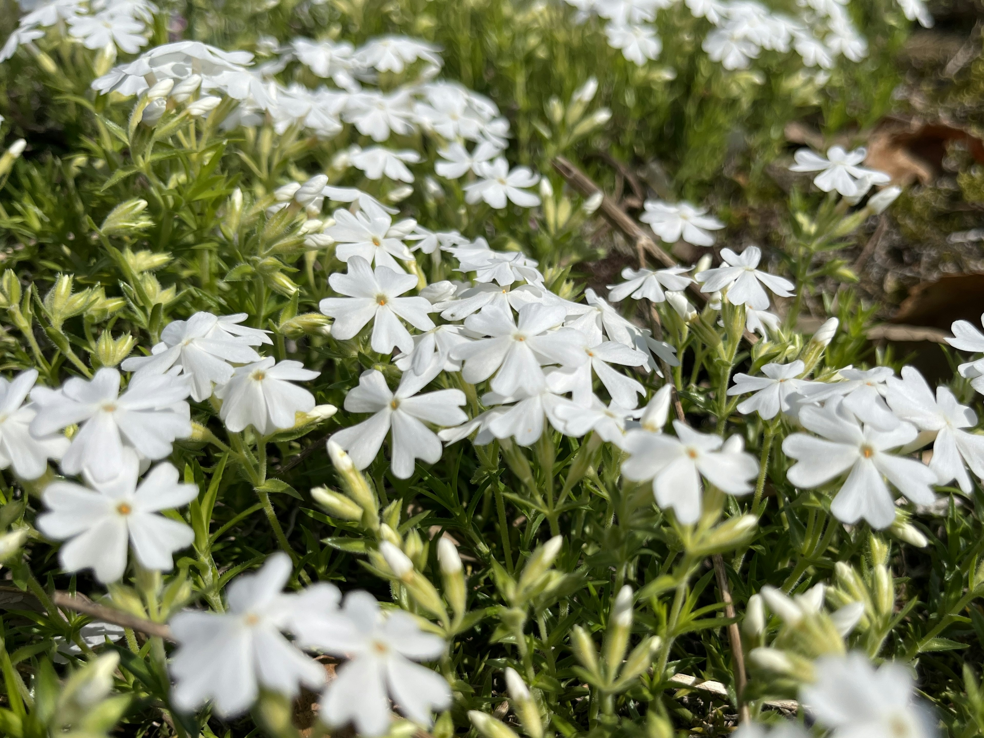 白い花が咲く緑の草地のクローズアップ