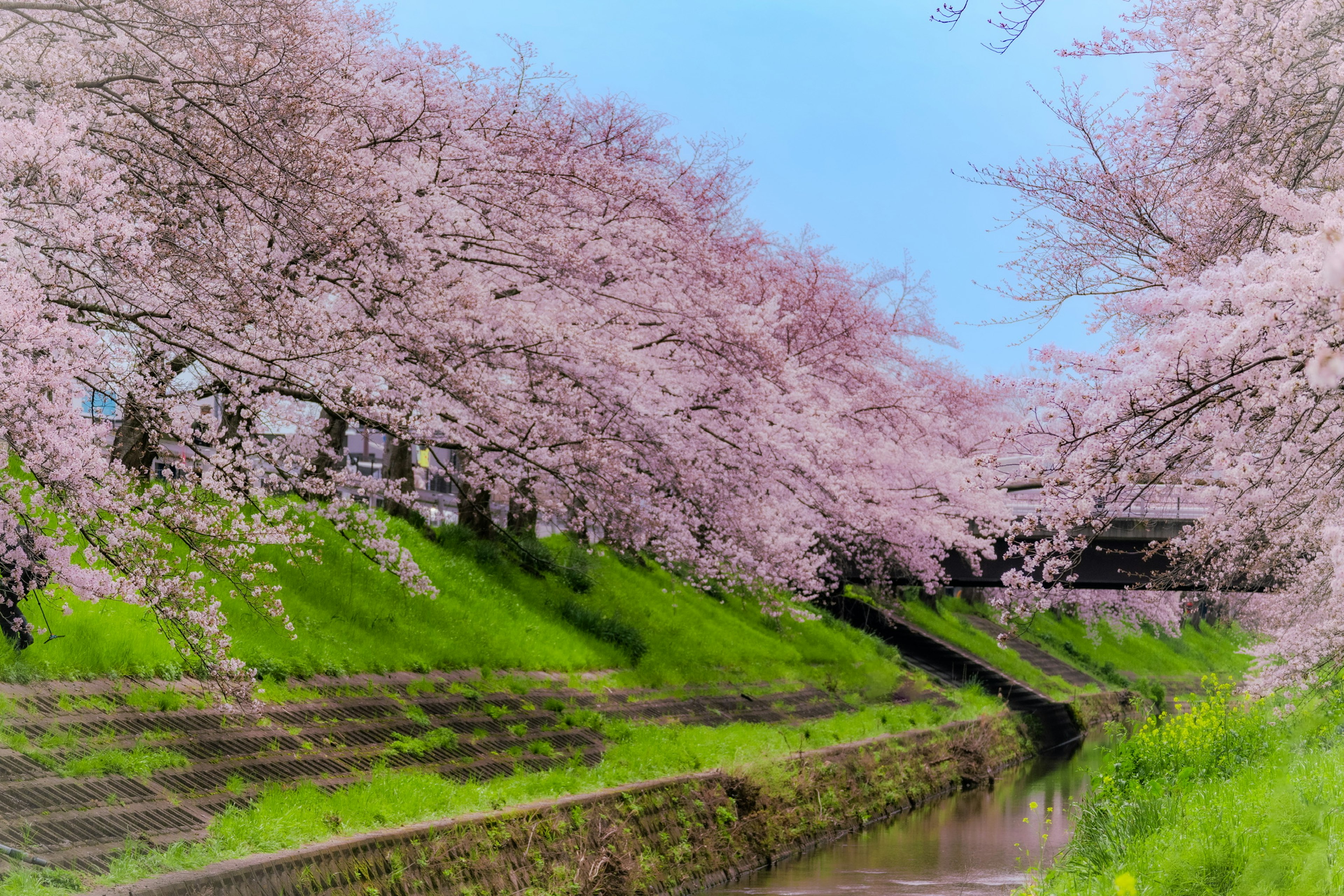 Pemandangan pohon sakura di sepanjang sungai