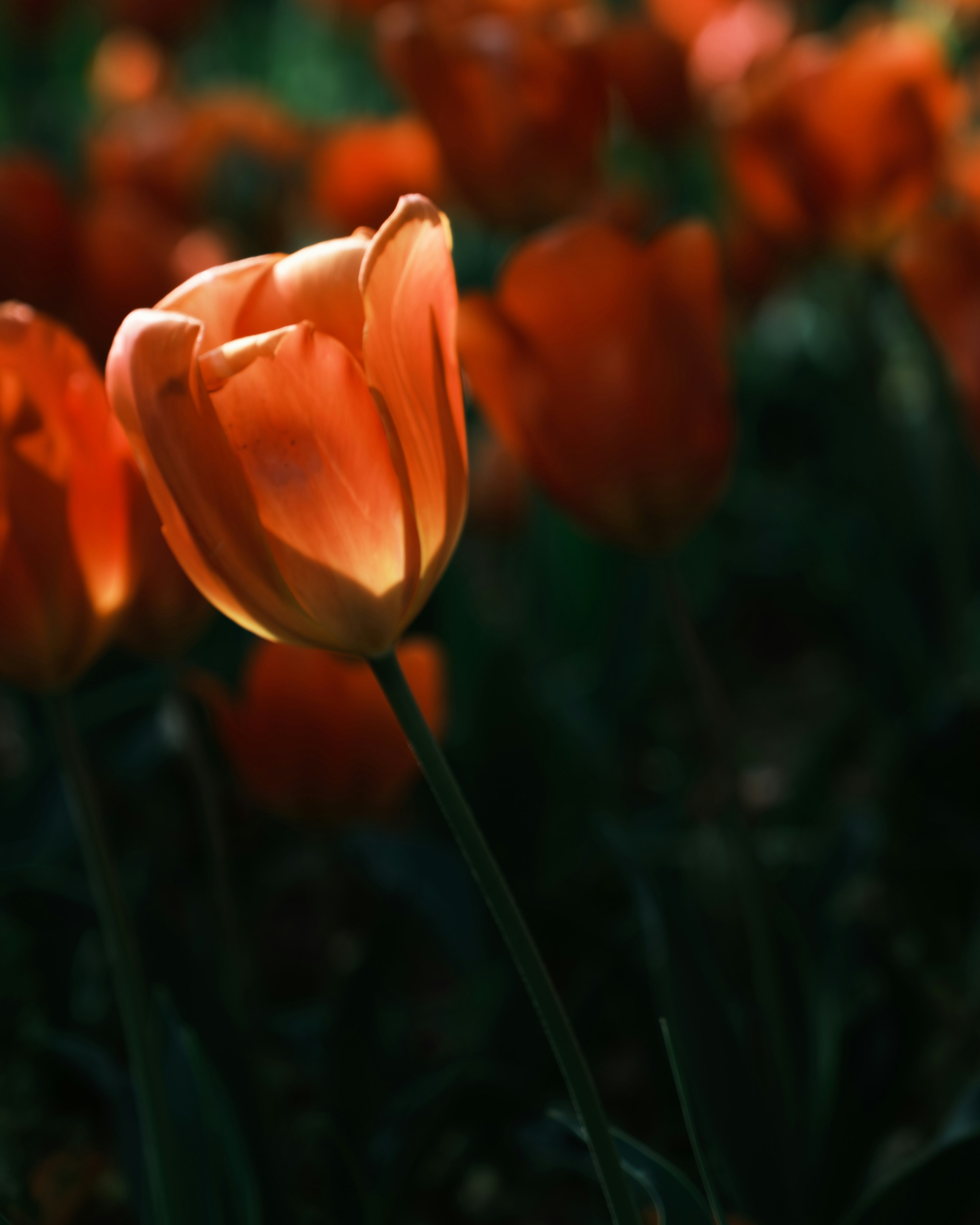 A bright orange tulip stands out against a dark background