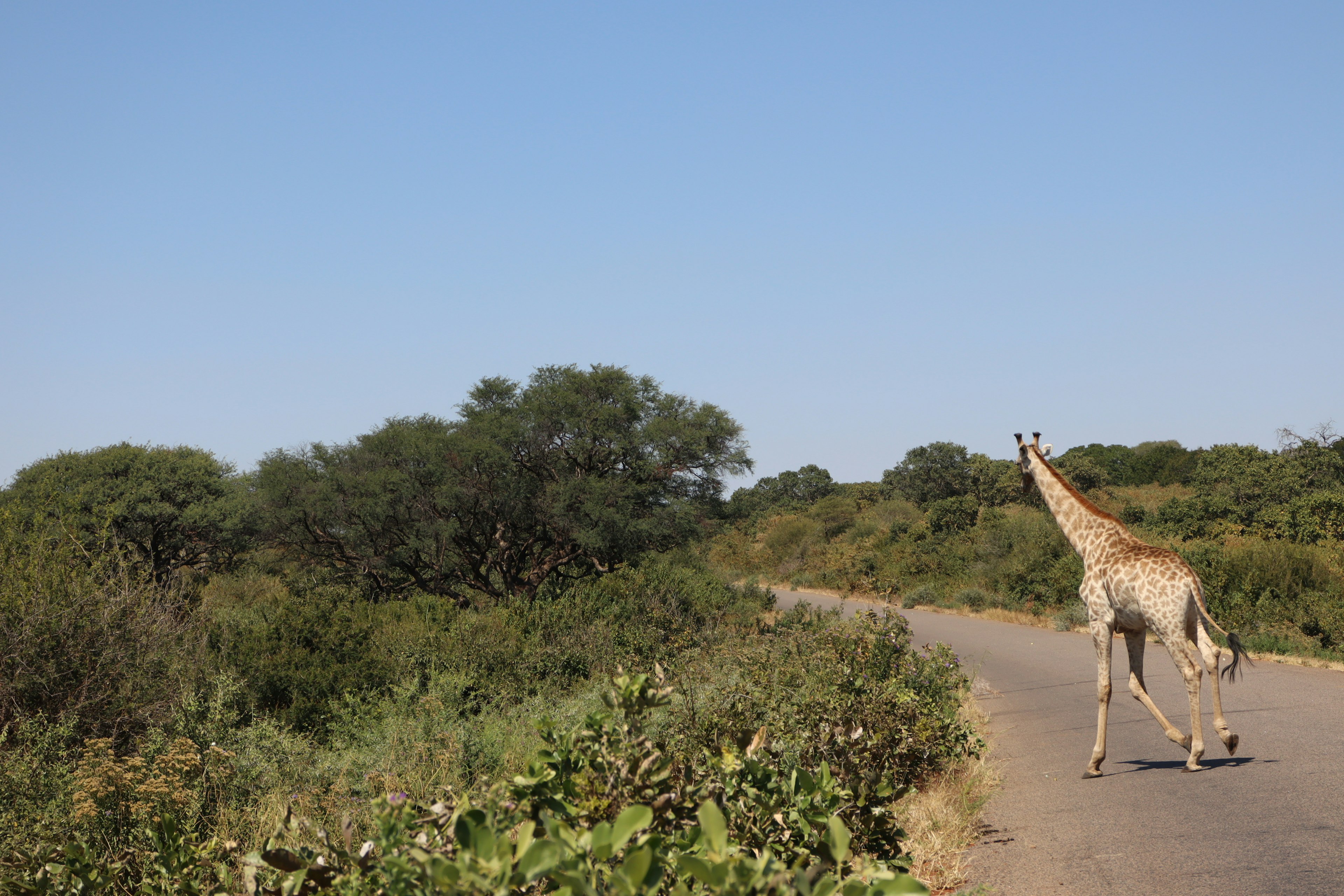 Eine Giraffe, die auf einer Straße mit umliegendem Grün läuft