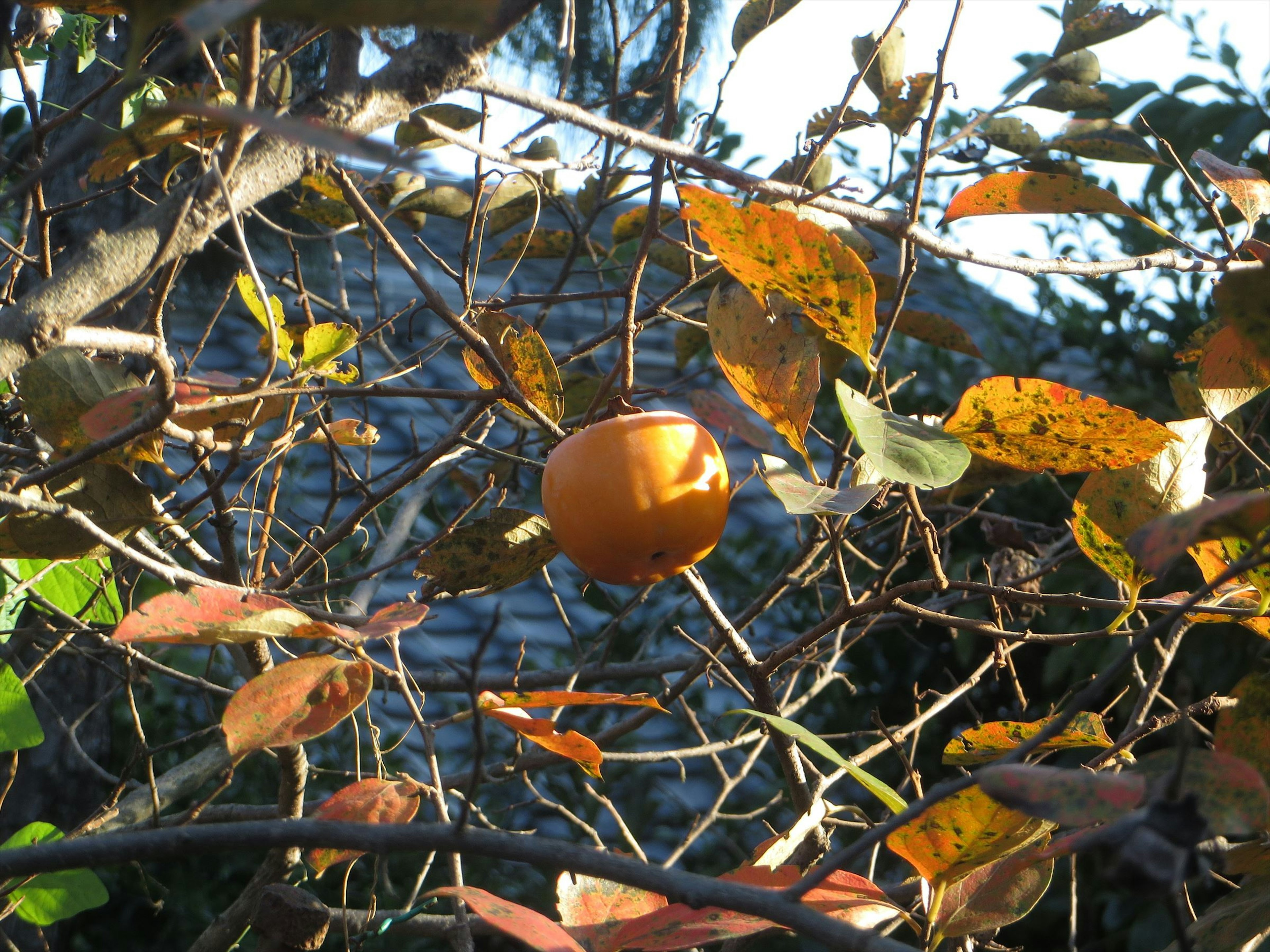 Fruit orange suspendu sur des branches parmi les feuilles d'automne